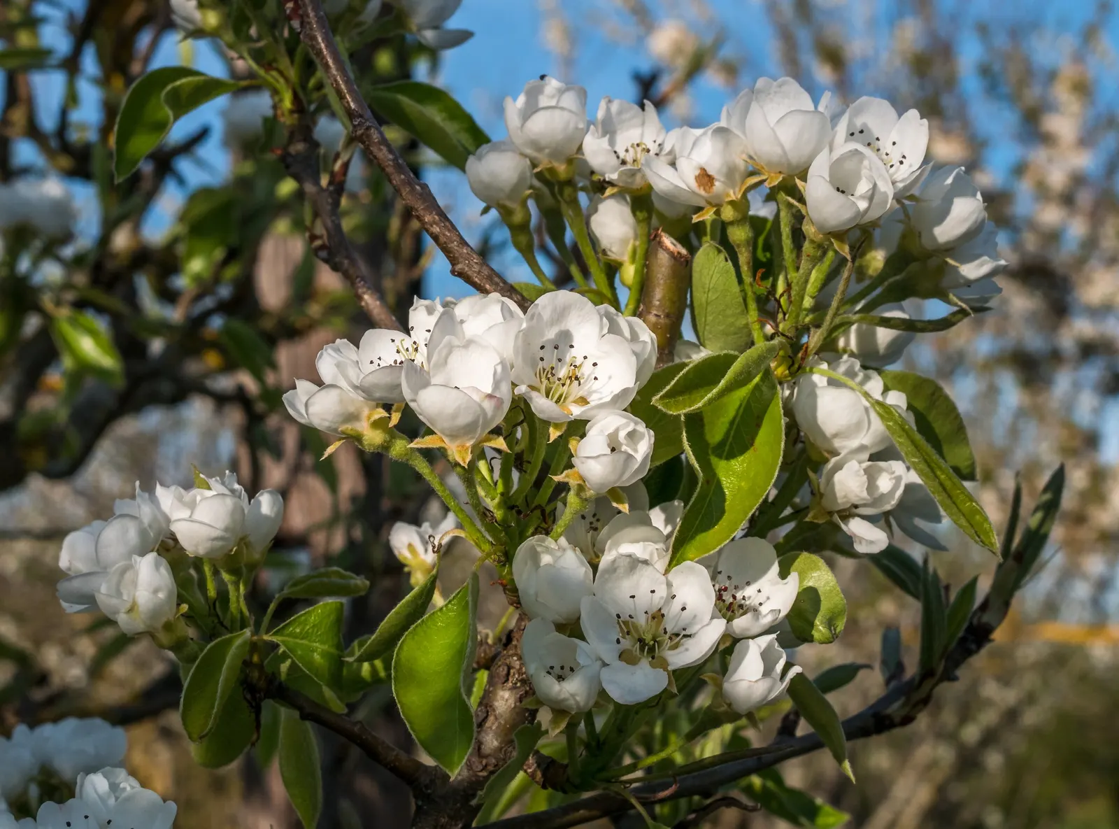 Edible Pear (Pyrus Communis) — This species typically reaches a mature height of 20 to 30 feet with a spread of 12 to 20 feet; cold-hardy and, image 80