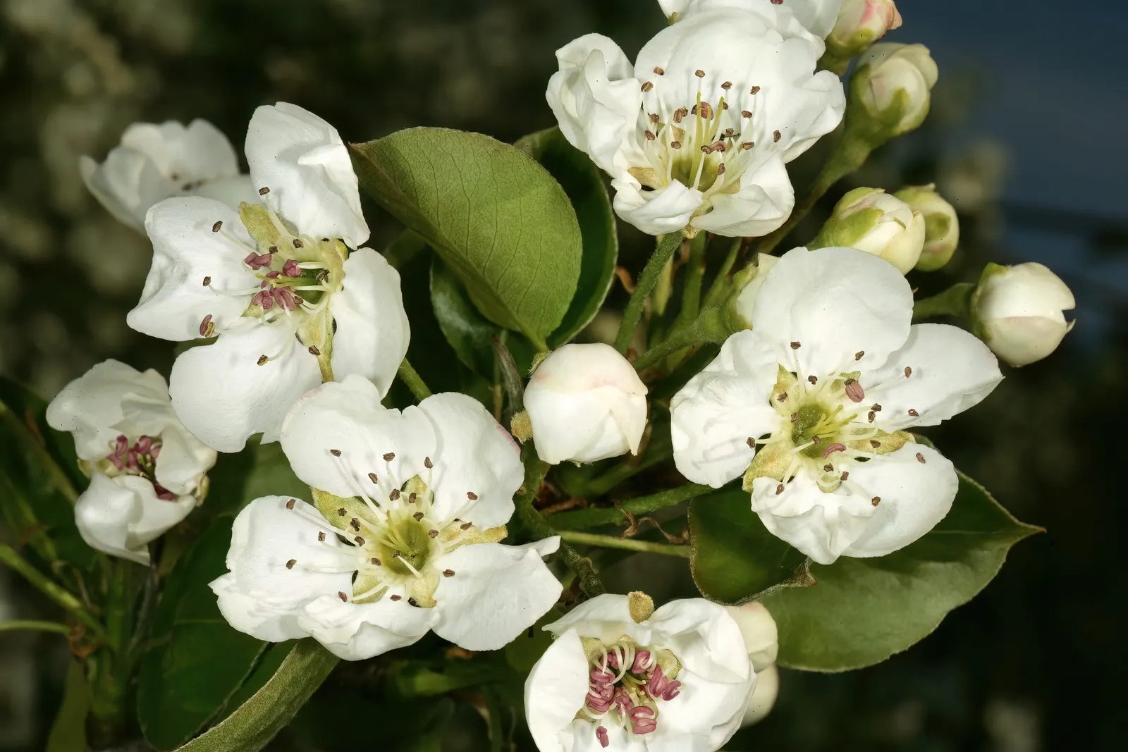 Edible Pear (Pyrus Communis) — Cold-hardy and preferring USDA zones 4-8, it adds both visual charm and practical yield to any landscape; this, image 53