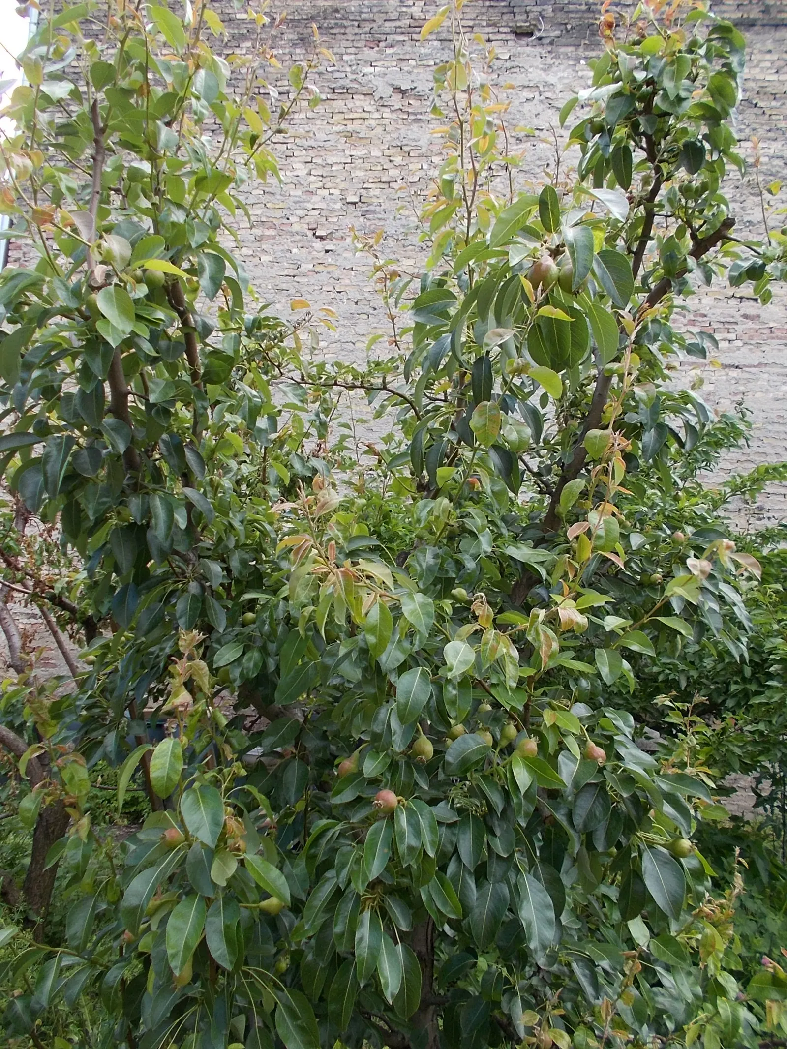 Edible Pear (Pyrus Communis) — including pruning and monitoring for health issues; each about 1 inch in diameter, image 67