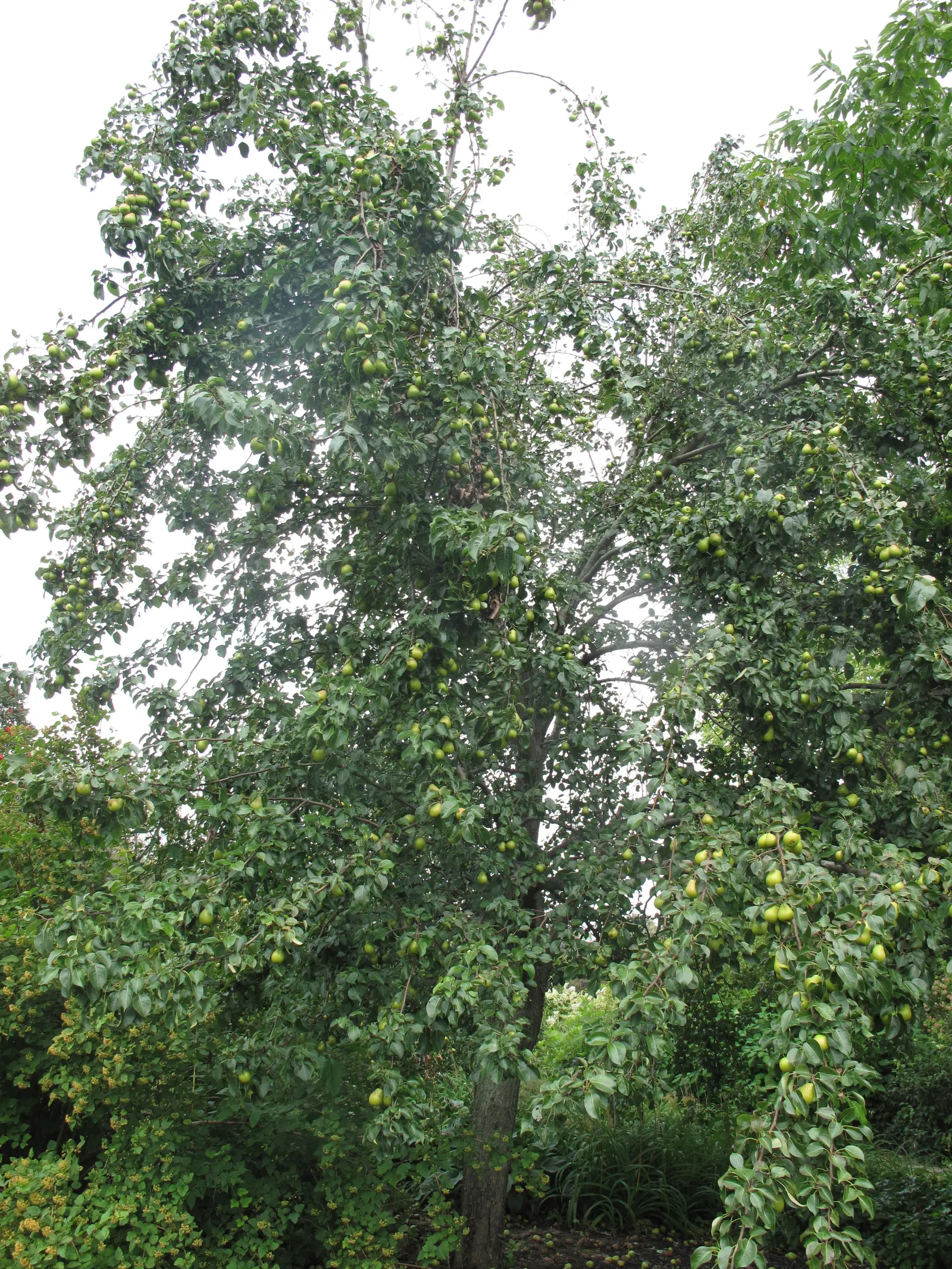 Edible Pear (Pyrus Communis) — each about 1 inch in diameter; including pruning and monitoring for health issues
