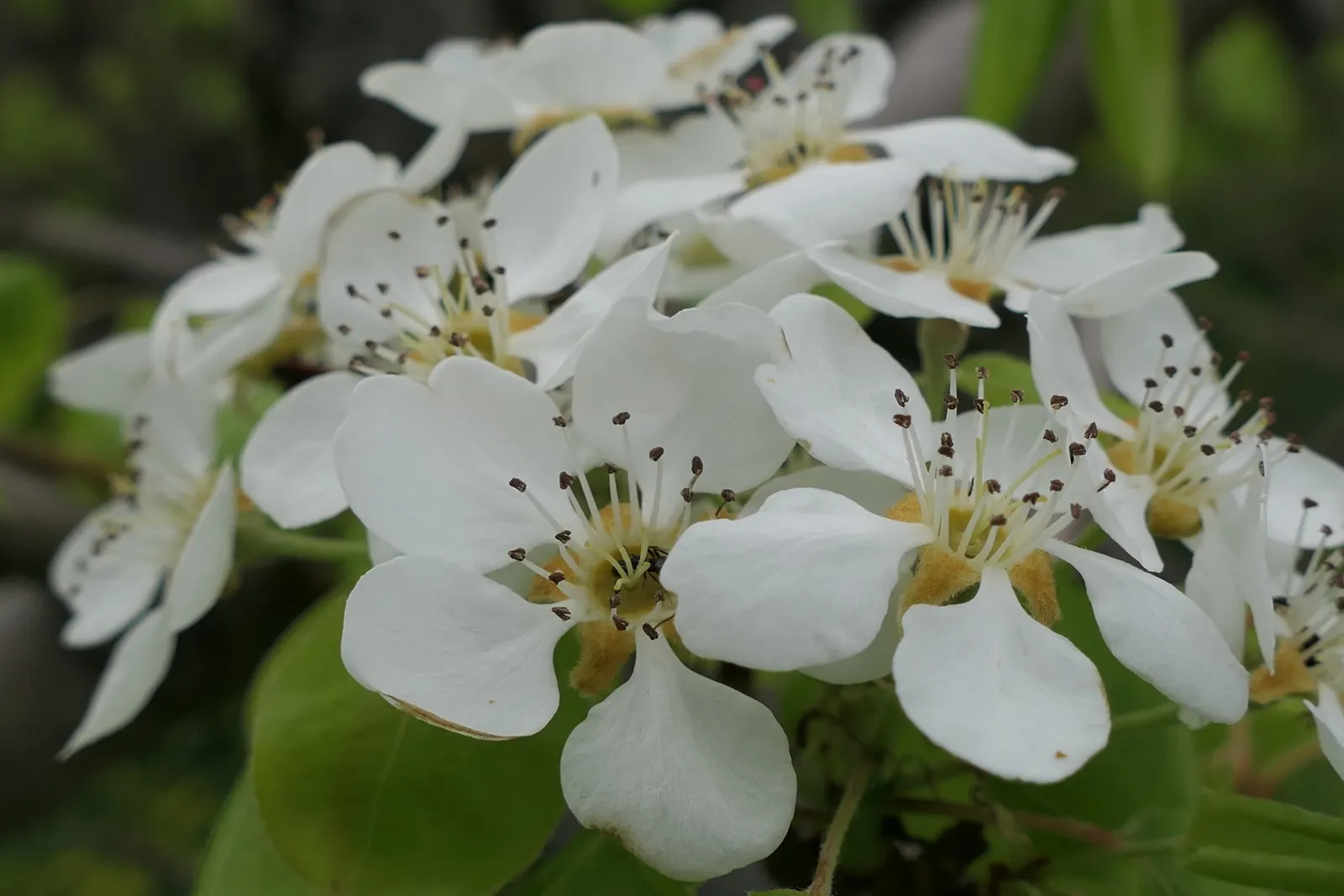 Edible Pear (Pyrus Communis) — Cold-hardy and preferring USDA zones 4-8, it adds both visual charm and practical yield to any landscape; this species typically