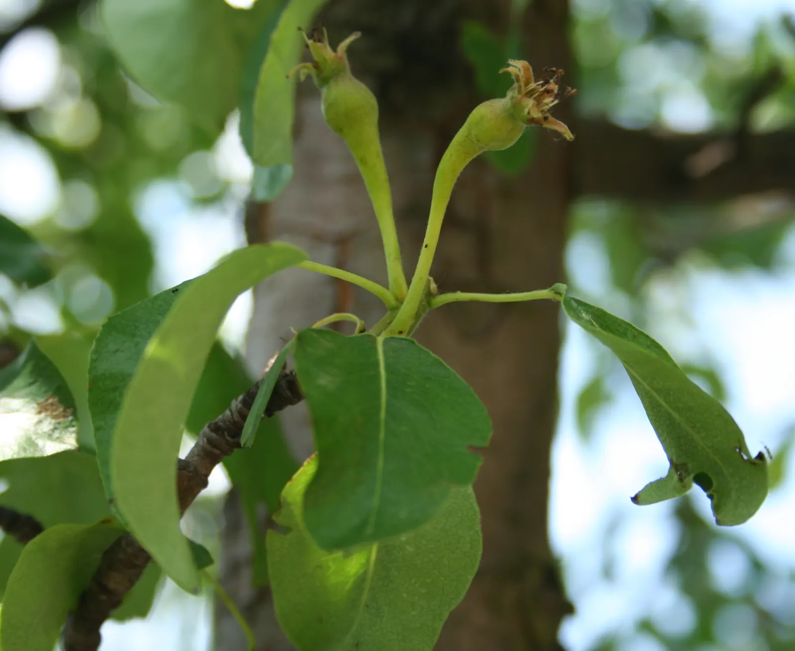 Edible Pear (Pyrus Communis) — such as codling moths and fire blight; mature trees reach 20-30 feet in height with a spread of 15-20 feet, thriving in