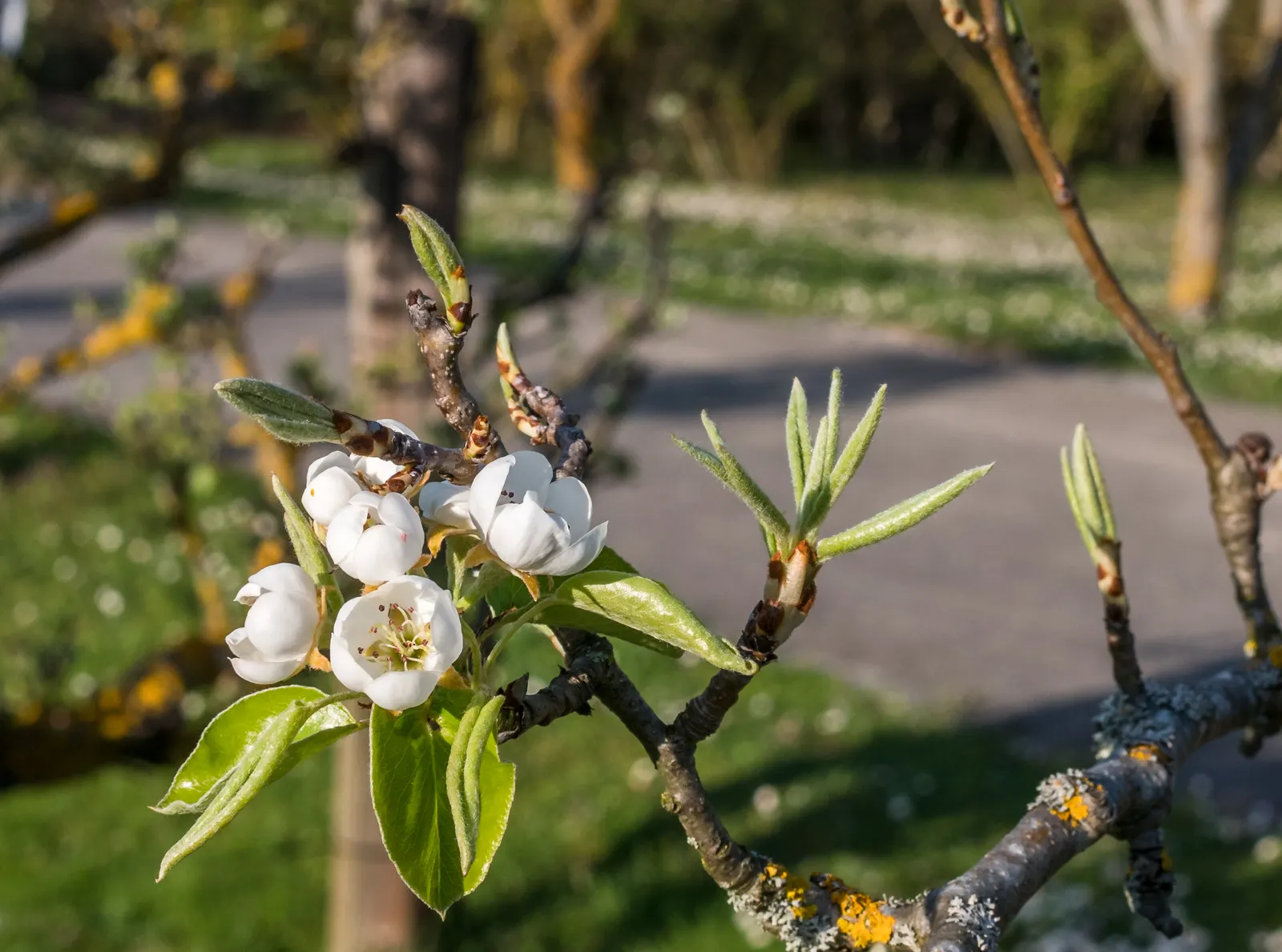 Edible Pear (Pyrus Communis) — Full sun nurtures optimal fruit production, with harvest times varying by cultivar; commonly known as the Edible Pear, image 52