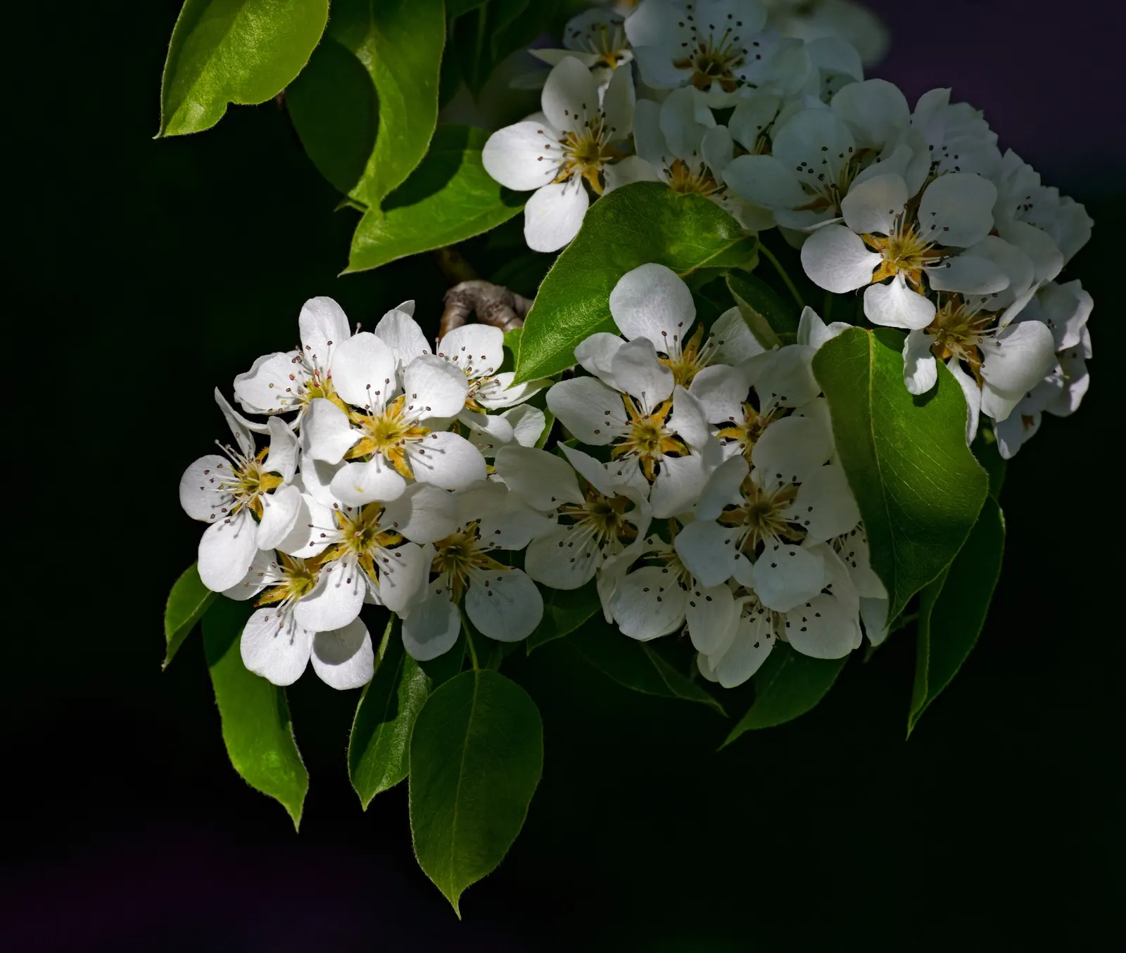 Edible Pear (Pyrus Communis) — will help ensure a robust tree that can live upwards of 50 years