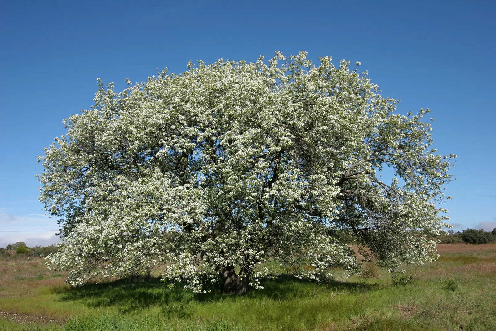 Edible Pear (Pyrus Communis) — such as codling moths and fire blight; mature trees reach 20-30 feet in height with a spread of 15-20 feet, thriving, image 90