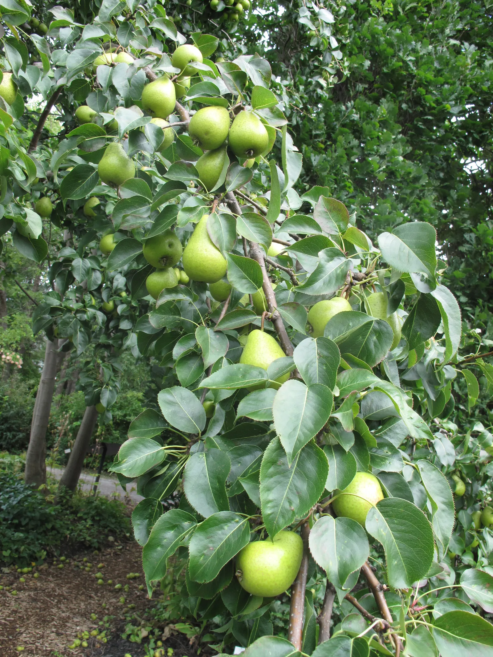 Edible Pear (Pyrus Communis) — Following the spring bloom, the tree produces the well-loved, ovate-shaped fruit - the pear