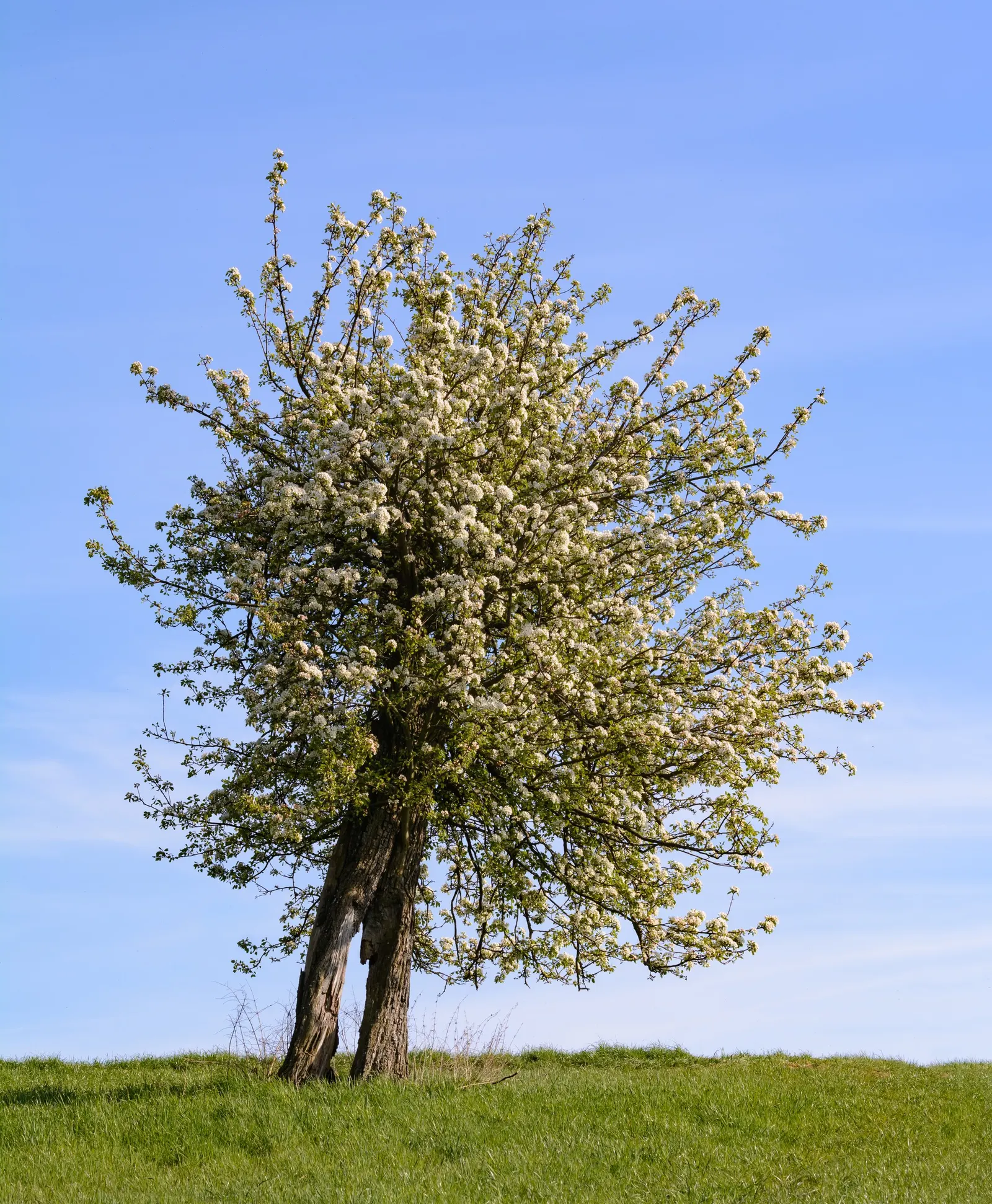 Edible Pear (Pyrus Communis) — cross-pollination is often necessary; thus; will help ensure a robust tree that can live upwards of 50 years