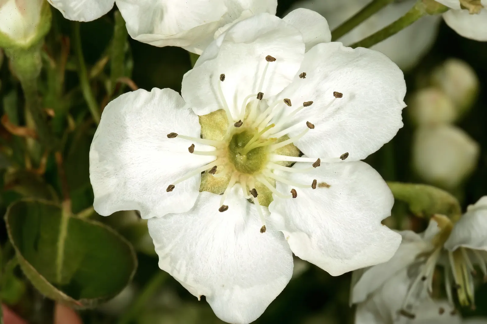 Edible Pear (Pyrus Communis) — While tolerant of a range of conditions, adequate watering is crucial, especially in dry periods; commonly known as, image 87
