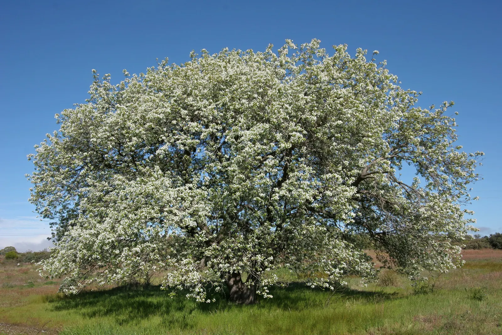 Edible Pear (Pyrus Communis) — loamy soil with a pH between 6.0 and 7.0; tree with white blooms, image 86