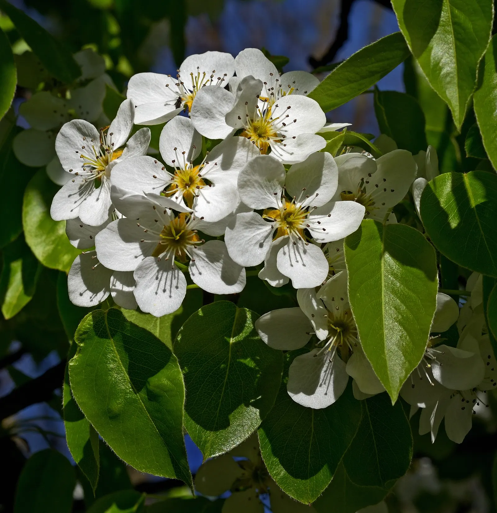 Edible Pear (Pyrus Communis) — These can vary in color from green to yellow and sometimes have a blush of red; displaying a rounded canopy that, image 60