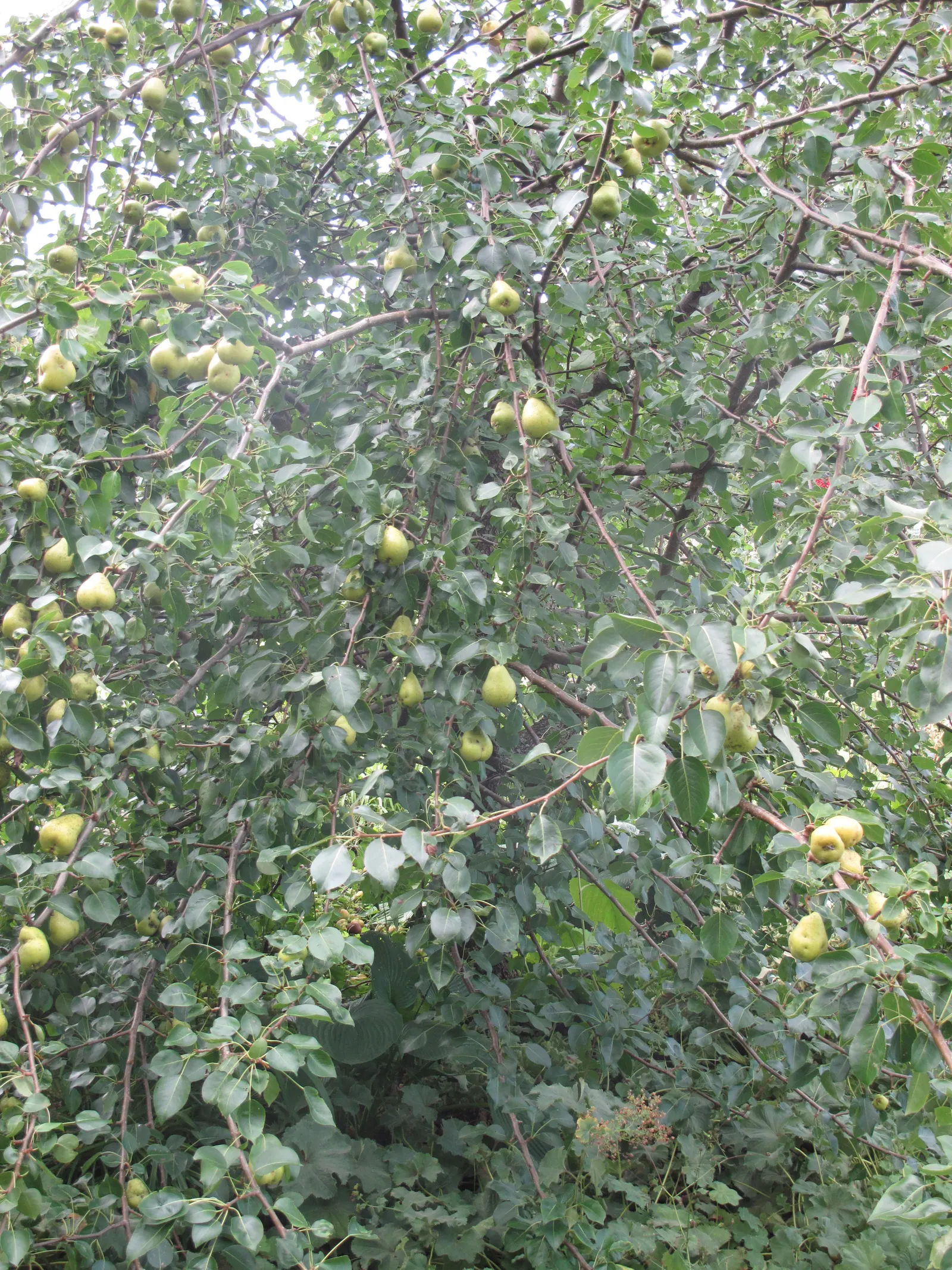 Edible Pear (Pyrus Communis) — is a deciduous tree coveted for its spring blossoms and sumptuous fruit; following the spring bloom, the tree produces the