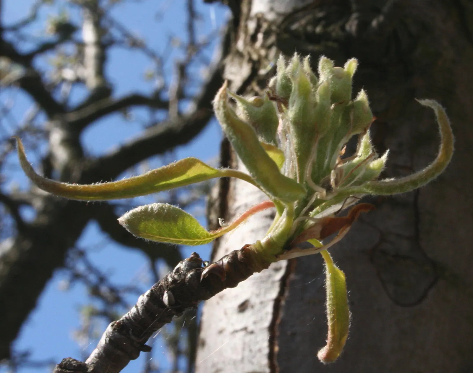 Edible Pear (Pyrus Communis) — displaying a rounded canopy that offers dappled shade; these can vary in color from green to yellow and sometimes, image 57