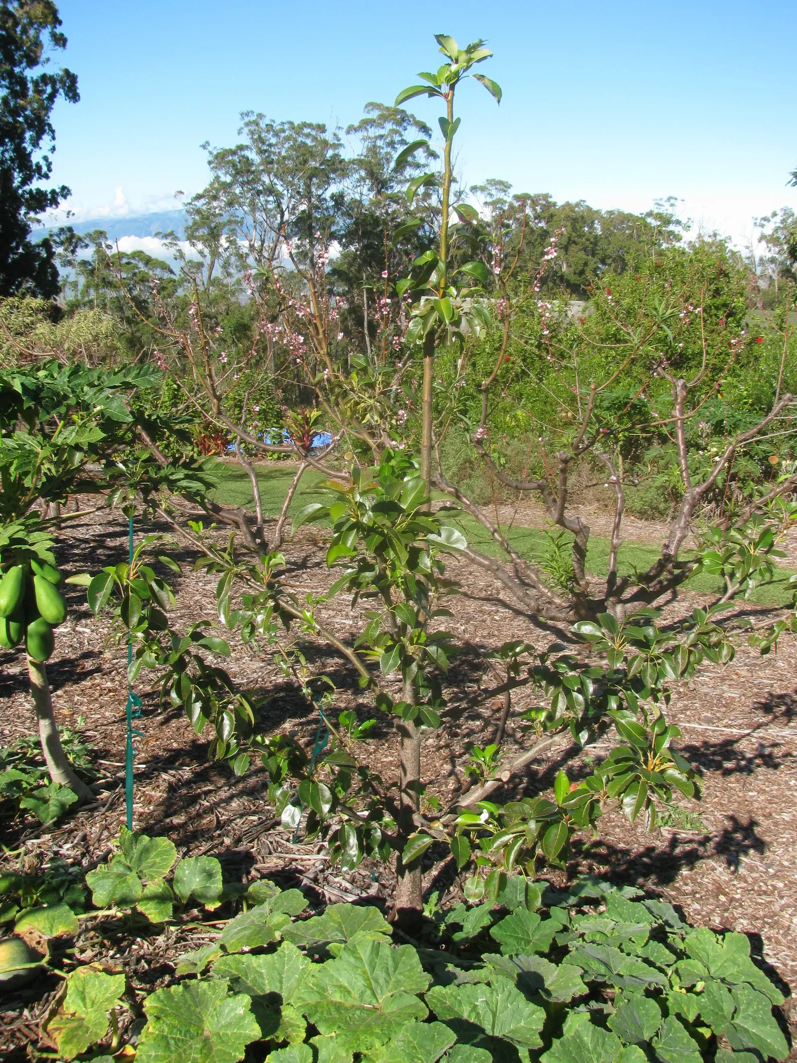 Edible Pear (Pyrus Communis) — will help ensure a robust tree that can live upwards of 50 years; cross-pollination is often necessary; thus