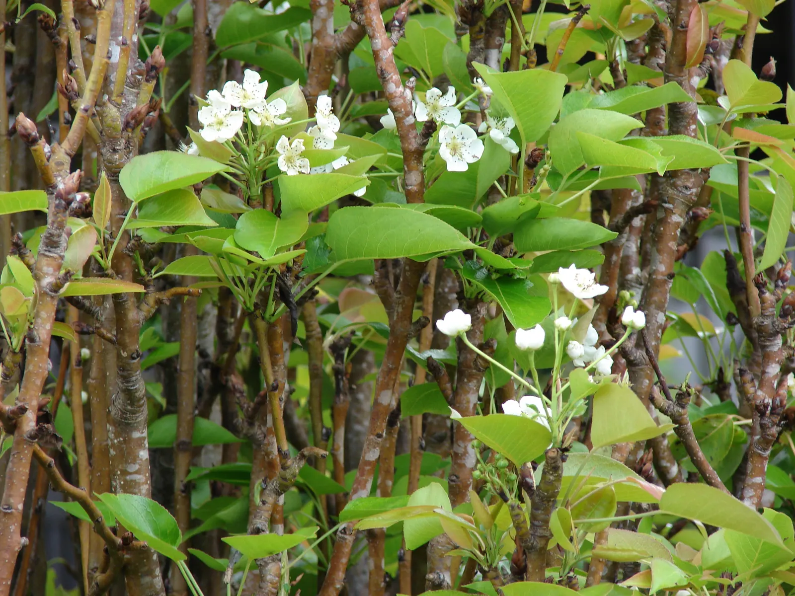 Edible Pear (Pyrus Communis) — including pruning and monitoring for health issues; each about 1 inch in diameter