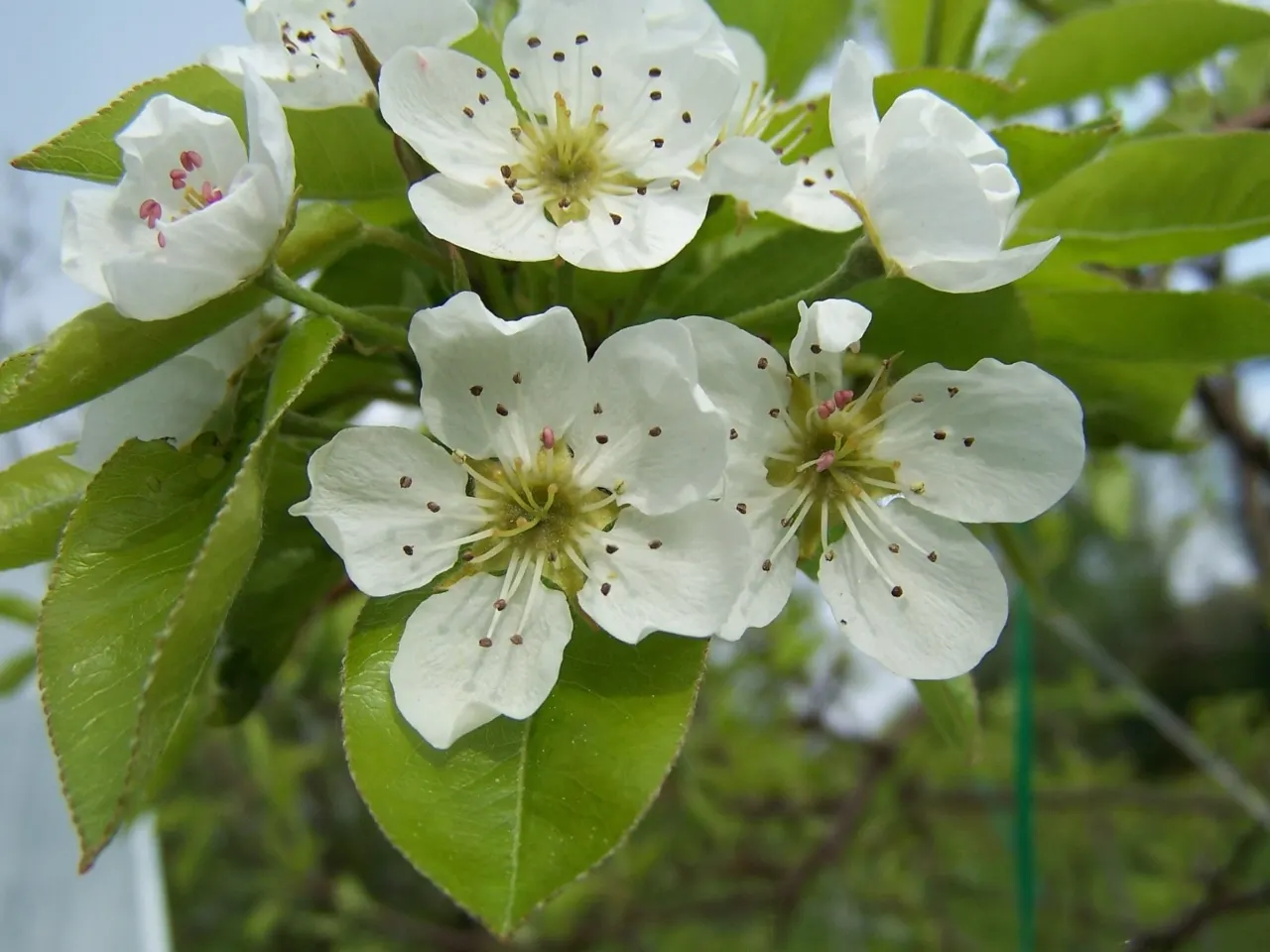 Edible Pear (Pyrus Communis) — commonly known as the Edible Pear; full sun nurtures optimal fruit production, with harvest times varying by cultivar, image 49