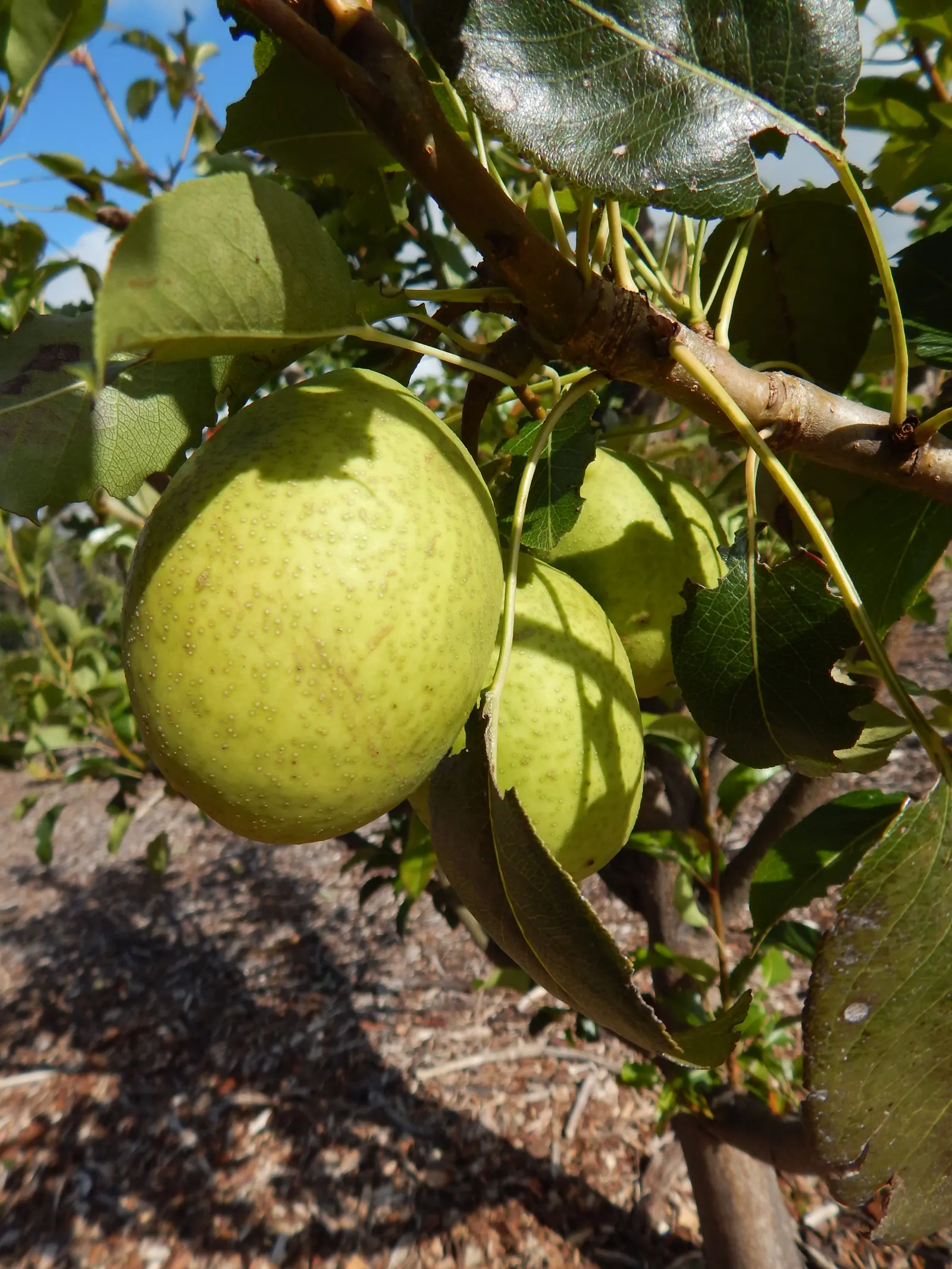Edible Pear (Pyrus Communis) — While tolerant of a range of conditions, adequate watering is crucial, especially in dry periods