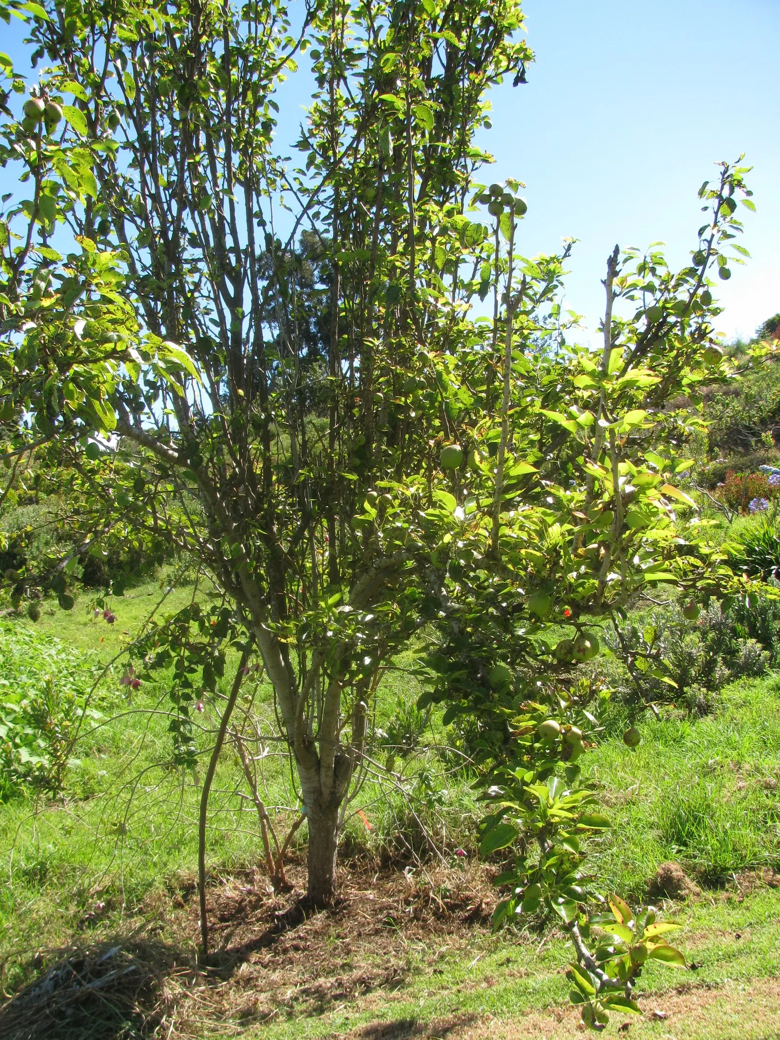 Edible Pear (Pyrus Communis) — loamy soil with a pH between 6.0 and 7.0; tree with white blooms, image 62