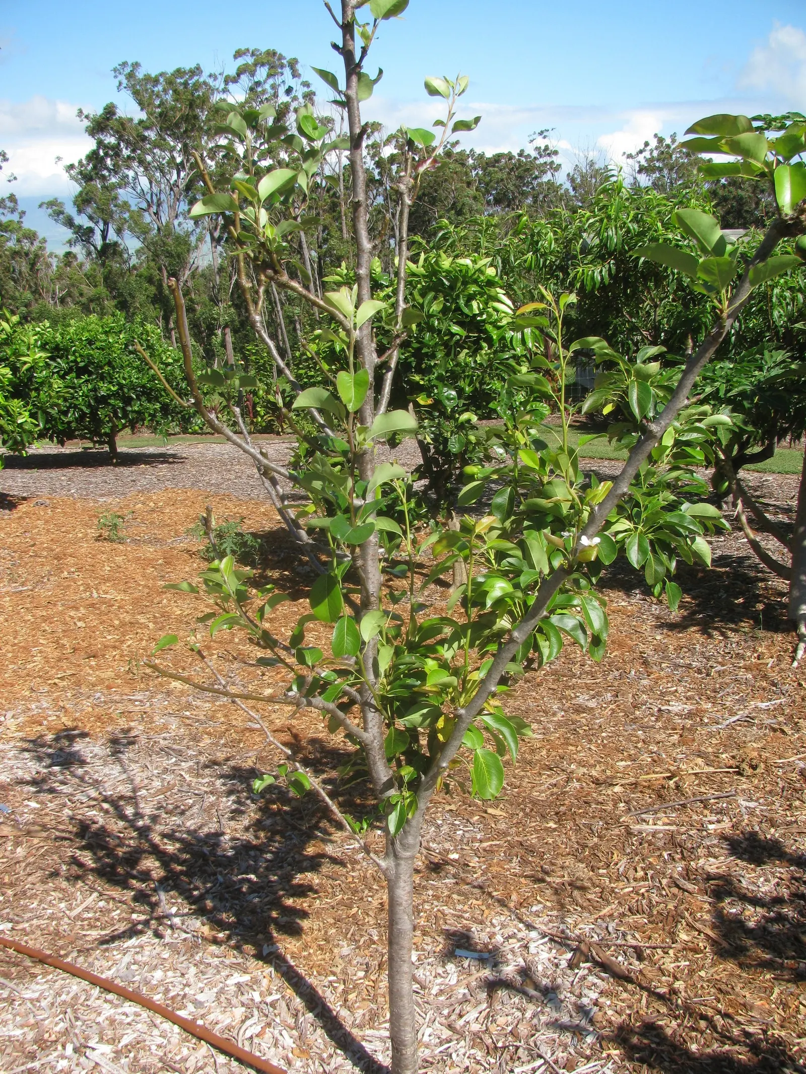 Edible Pear (Pyrus Communis) — This species typically reaches a mature height of 20 to 30 feet with a spread of 12 to 20 feet; cold-hardy and preferring USDA
