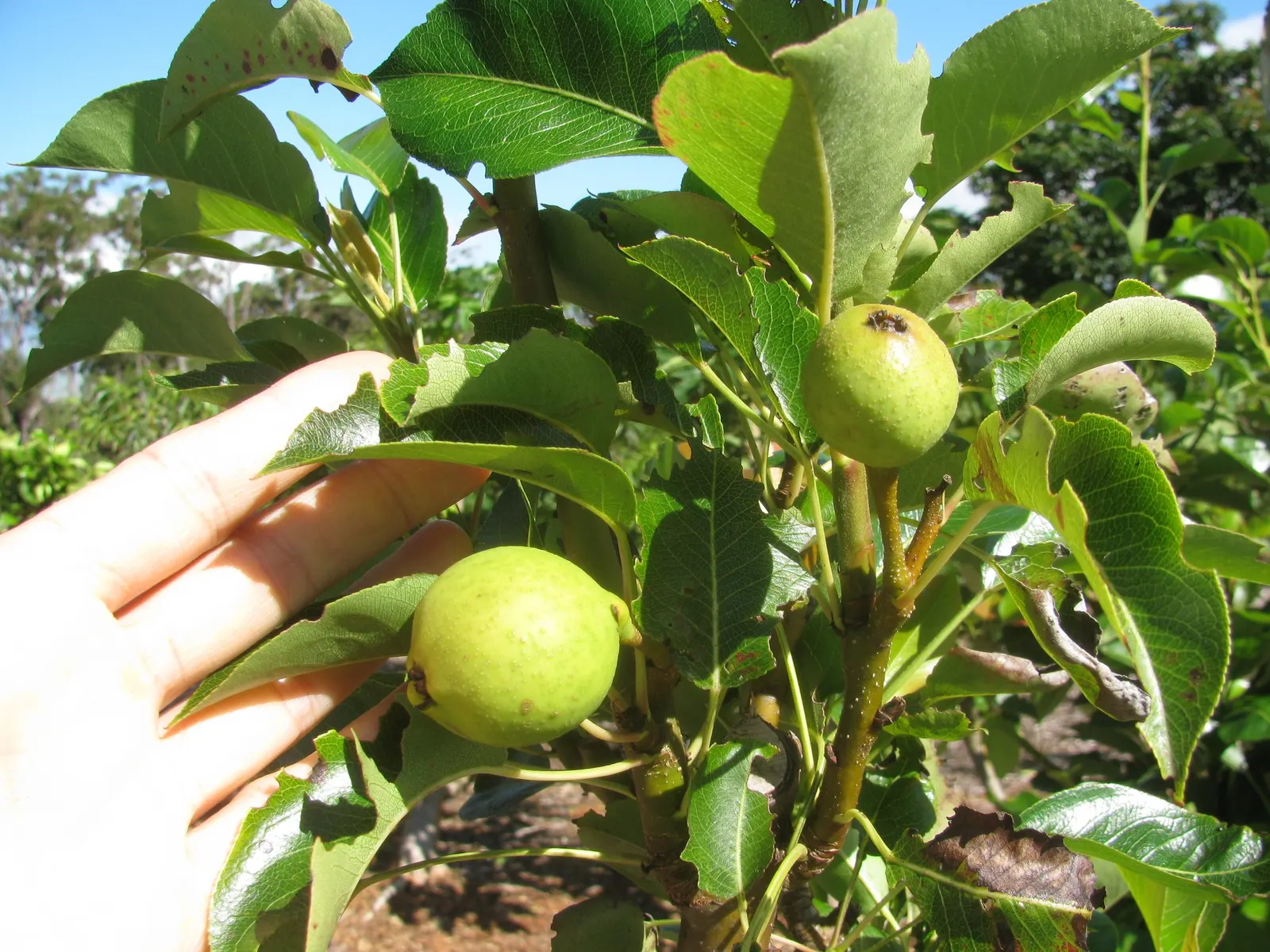 Edible Pear (Pyrus Communis) — commonly known as the European pear or simply edible pear; while tolerant of a range of conditions, adequate watering is