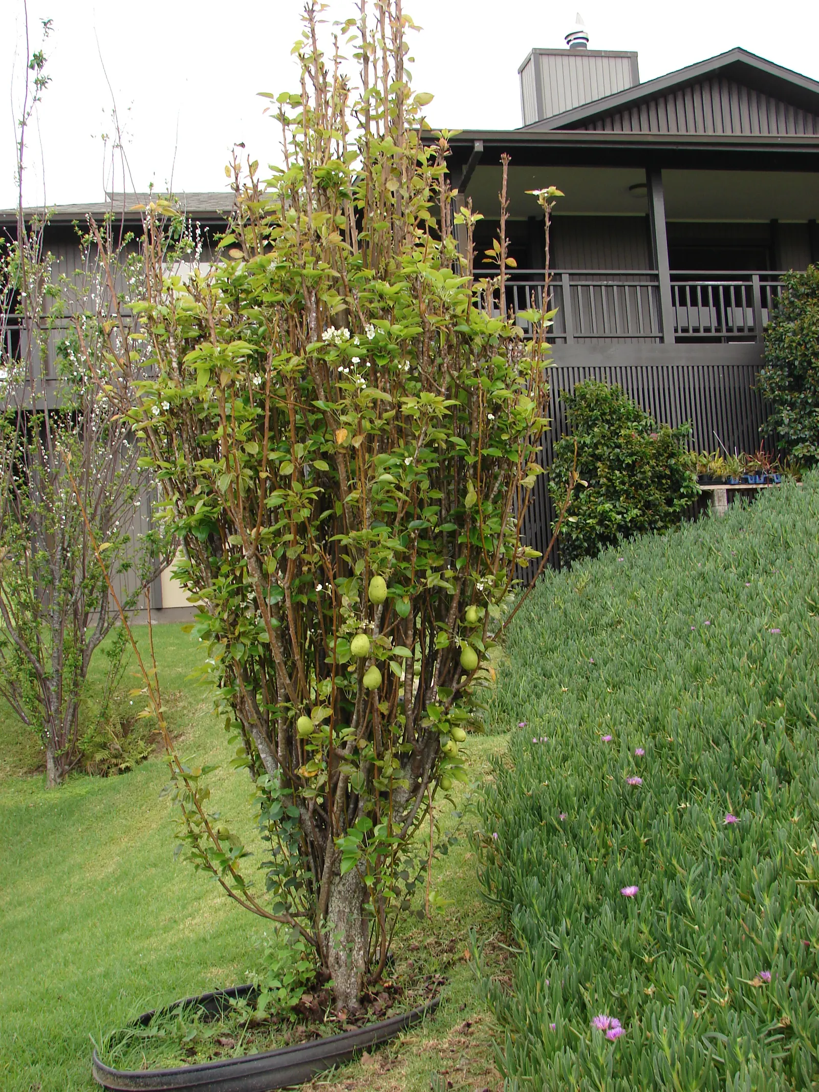 Edible Pear (Pyrus Communis) — each about 1 inch in diameter; including pruning and monitoring for health issues, image 82