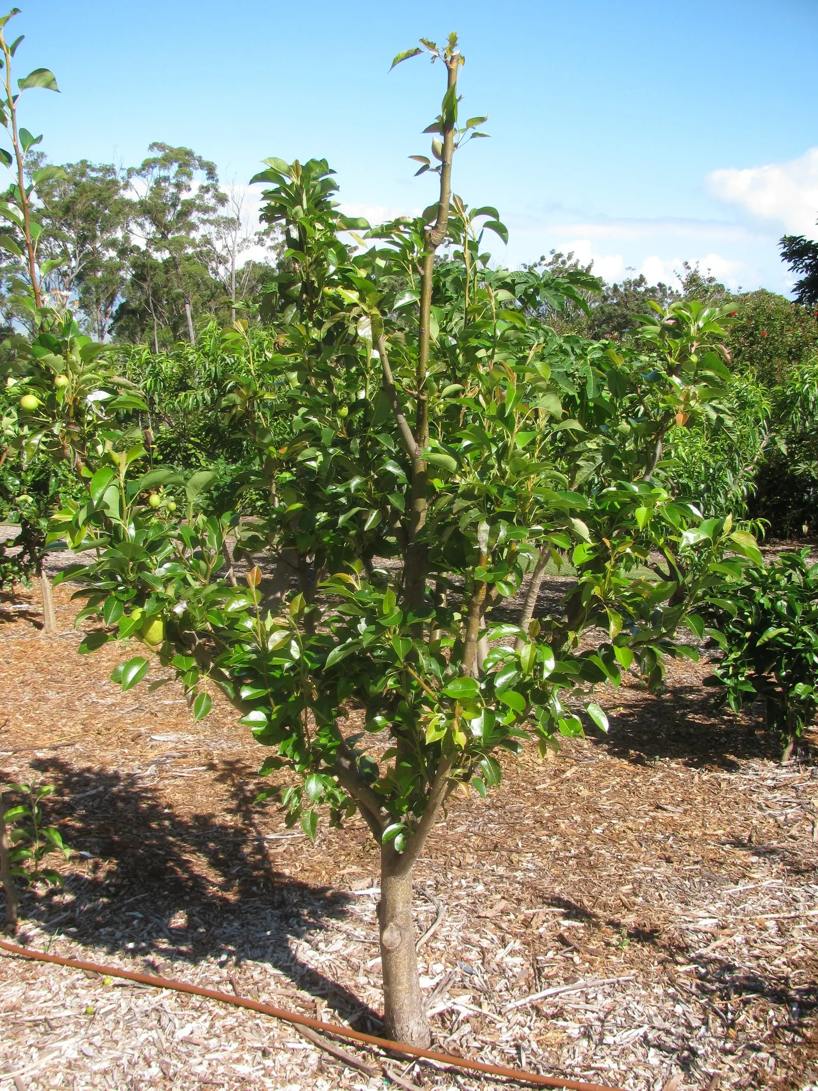 Edible Pear (Pyrus Communis) — While tolerant of a range of conditions, adequate watering is crucial, especially in dry periods; commonly known as, image 63