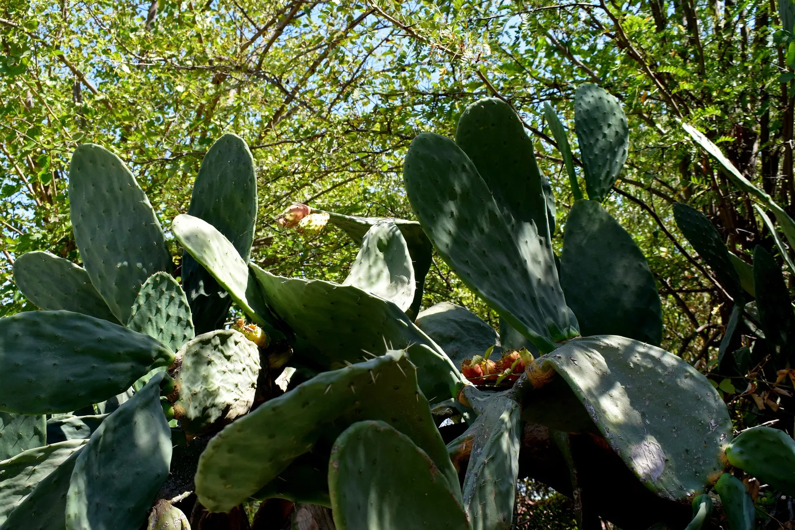 Edible Pear (Pyrus Communis) — white flowers in the garden; is a deciduous tree that provides both aesthetic appeal and fruit harvest for garden owners