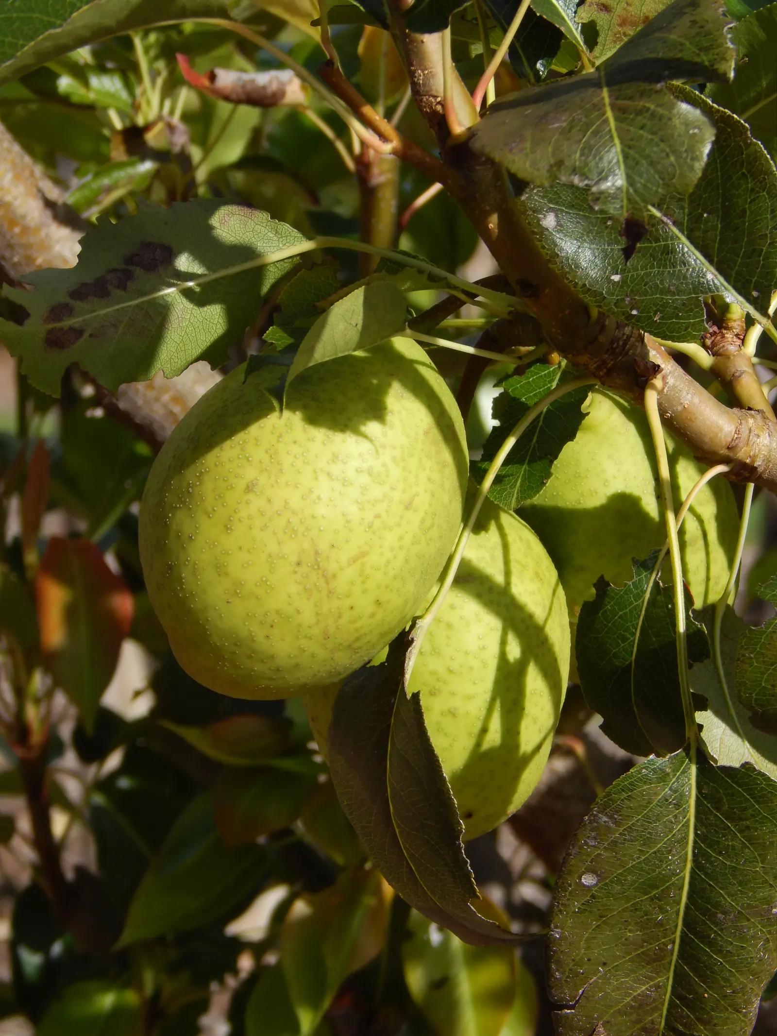 Edible Pear (Pyrus Communis) — commonly known as the European pear or simply edible pear