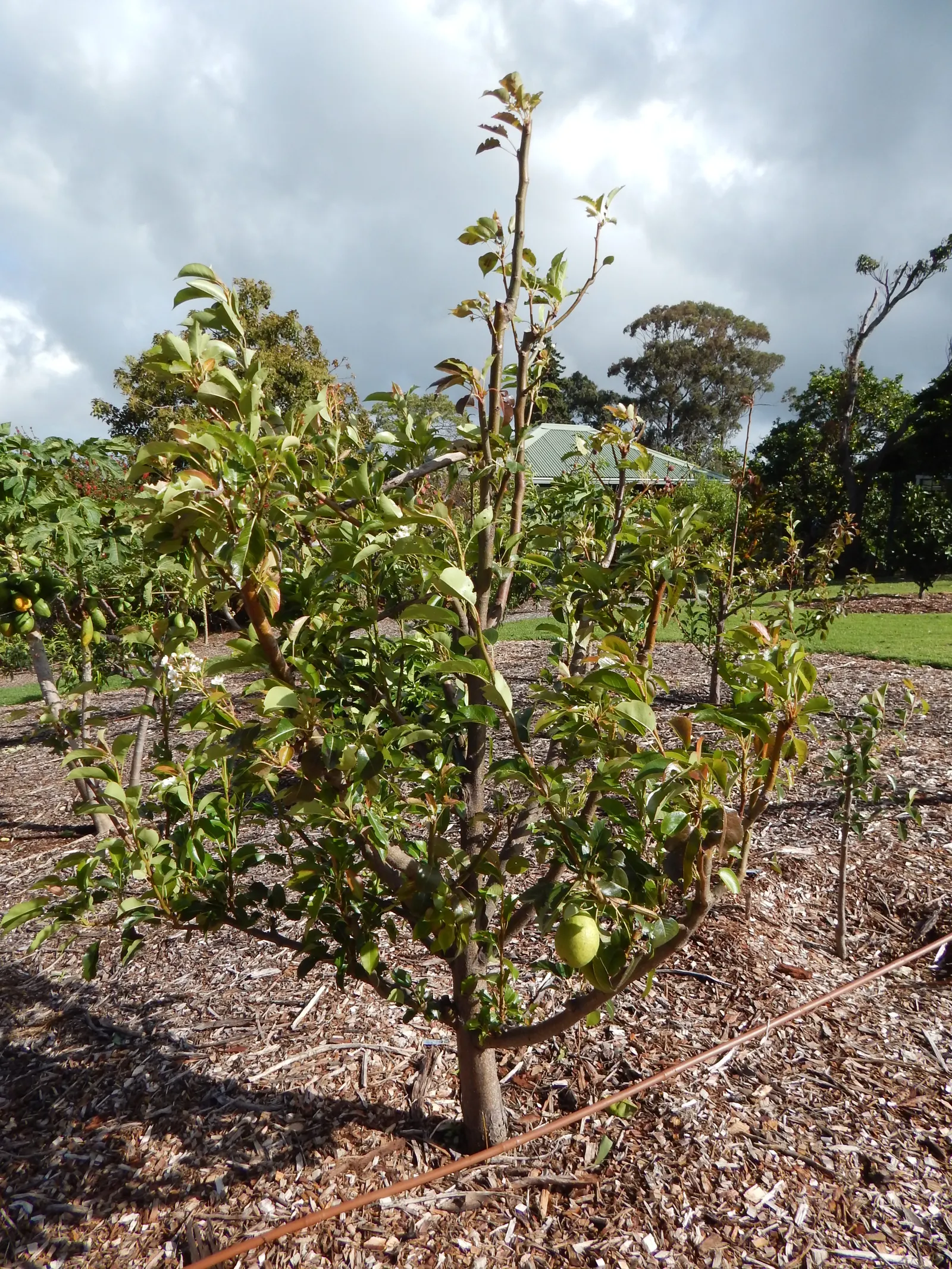 Edible Pear (Pyrus Communis) — ripening typically from late summer to mid-fall.<br><br>Pear trees prefer full sun and thrive in well-drained; for a, image 85