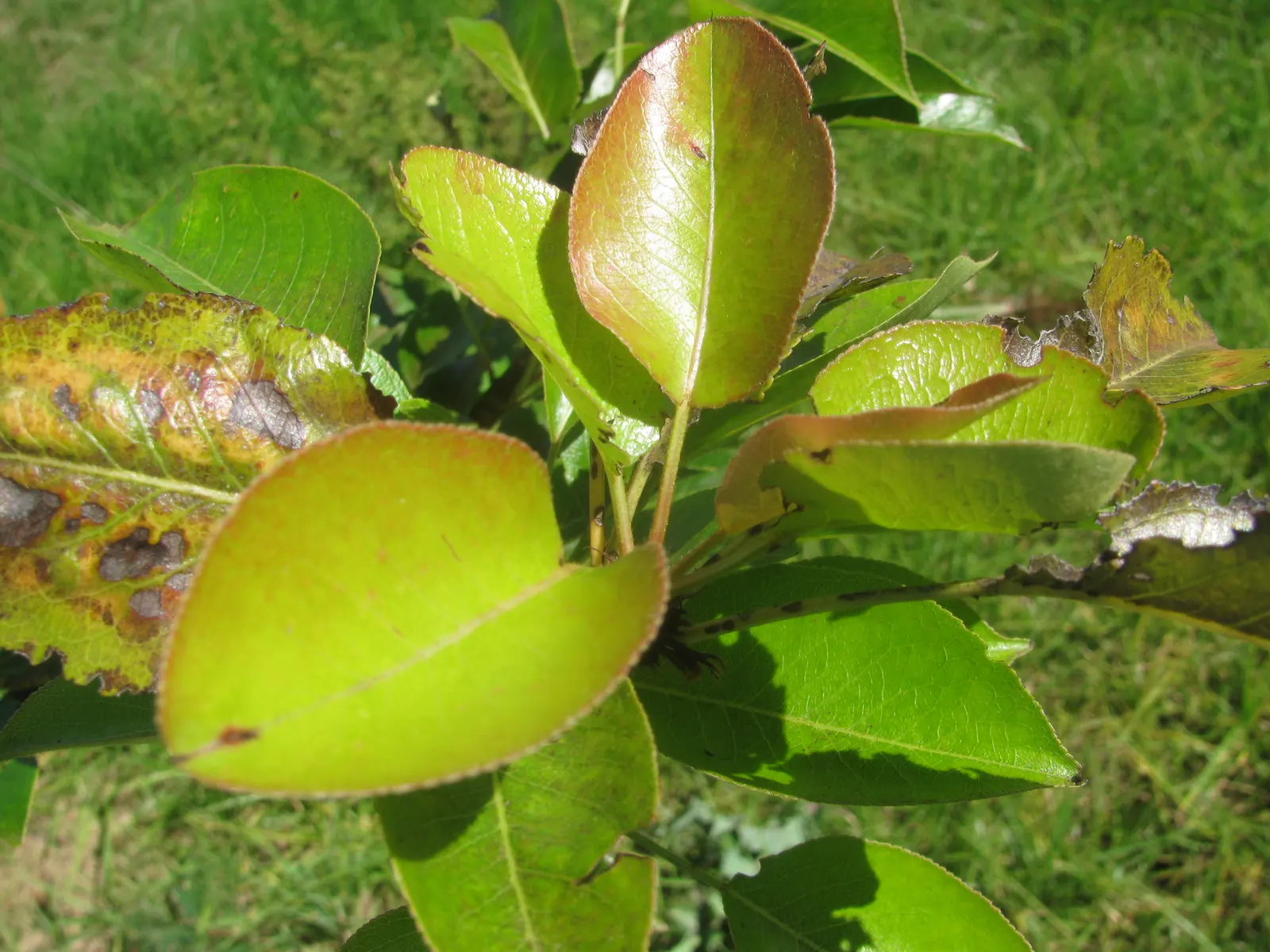 Edible Pear (Pyrus Communis) — These can vary in color from green to yellow and sometimes have a blush of red; displaying a rounded canopy that offers dappled