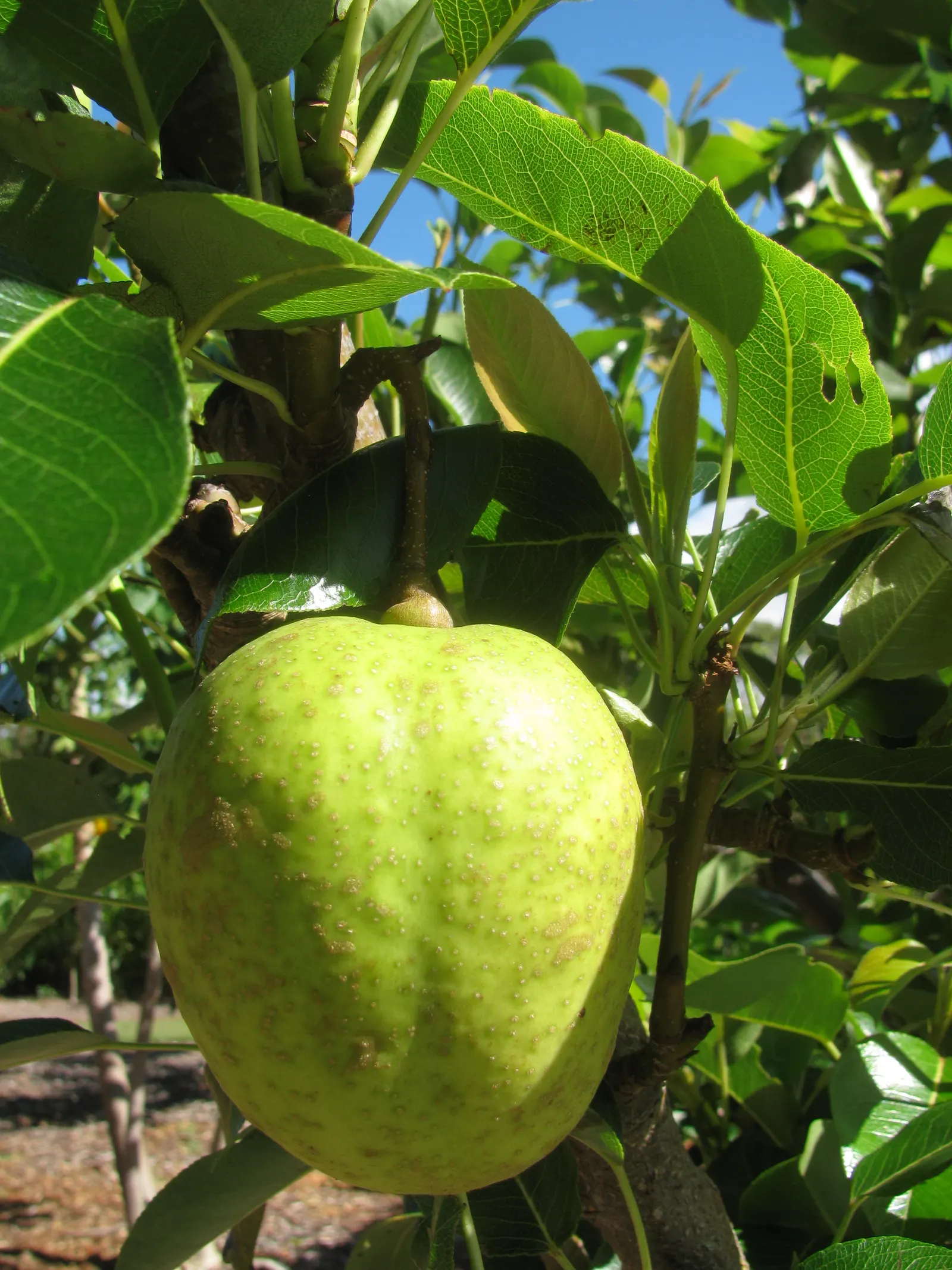 Edible Pear (Pyrus Communis) — tree with white blooms; loamy soil with a pH between 6.0 and 7.0, image 71