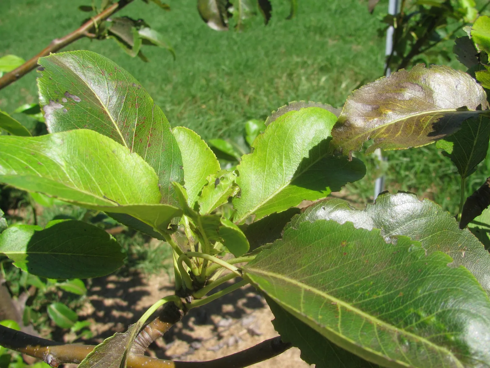 Edible Pear (Pyrus Communis) — commonly known as the Edible Pear; full sun nurtures optimal fruit production, with harvest times varying by cultivar