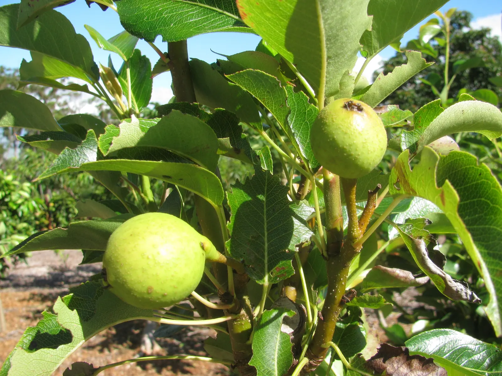 Edible Pear (Pyrus Communis) — including pruning and monitoring for health issues
