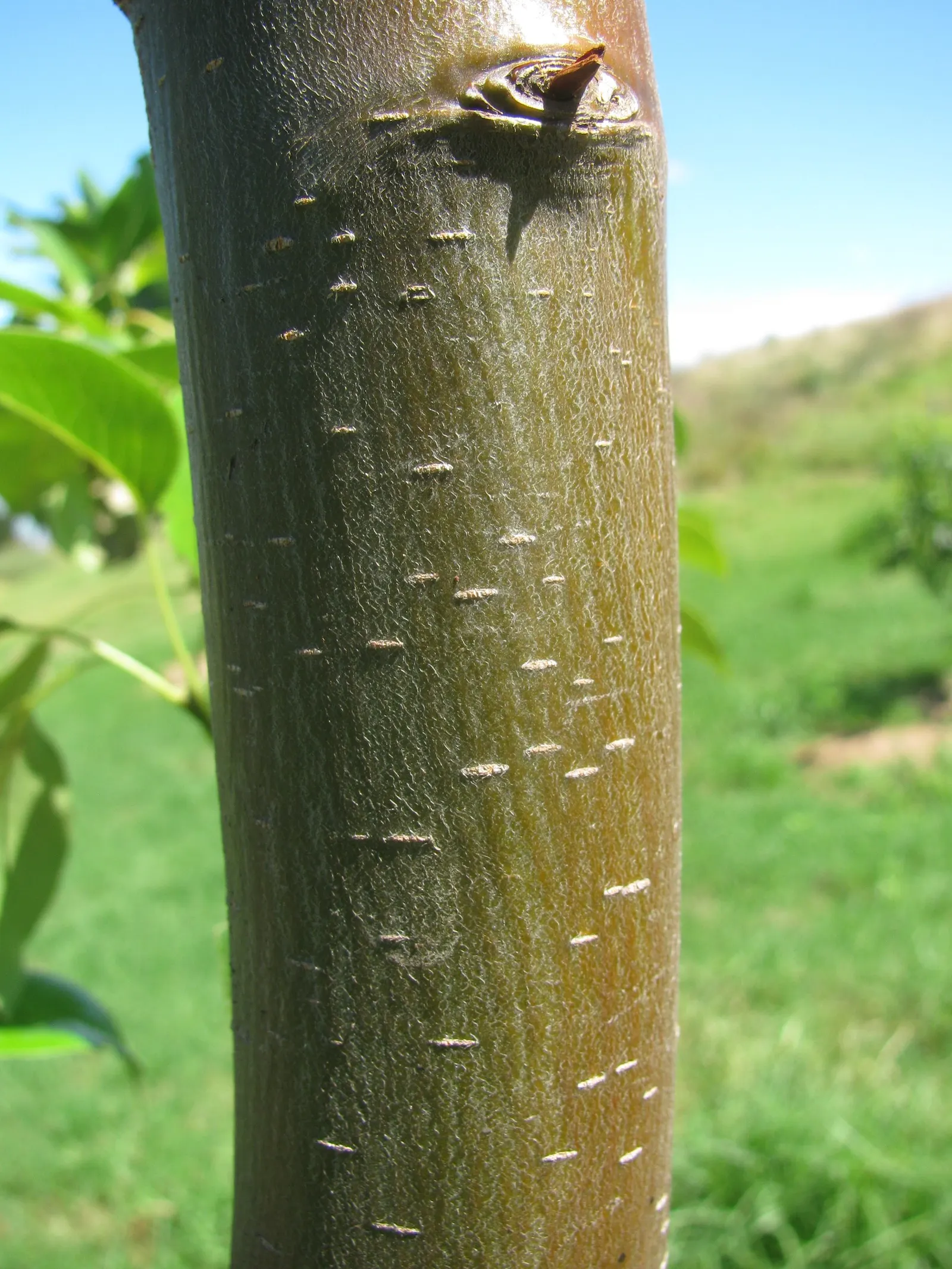 Edible Pear (Pyrus Communis) — Mature trees reach 20-30 feet in height with a spread of 15-20 feet, thriving in well-drained loam; such as codling, image 75