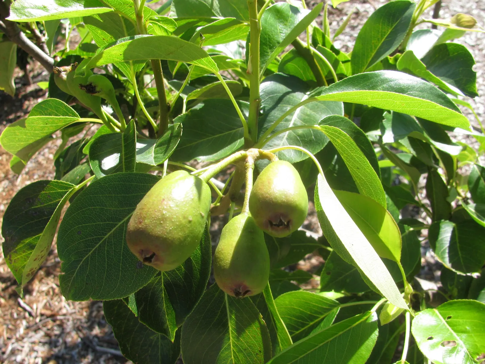 Edible Pear (Pyrus Communis) — is a deciduous tree coveted for its spring blossoms and sumptuous fruit; following the spring bloom, the tree, image 74