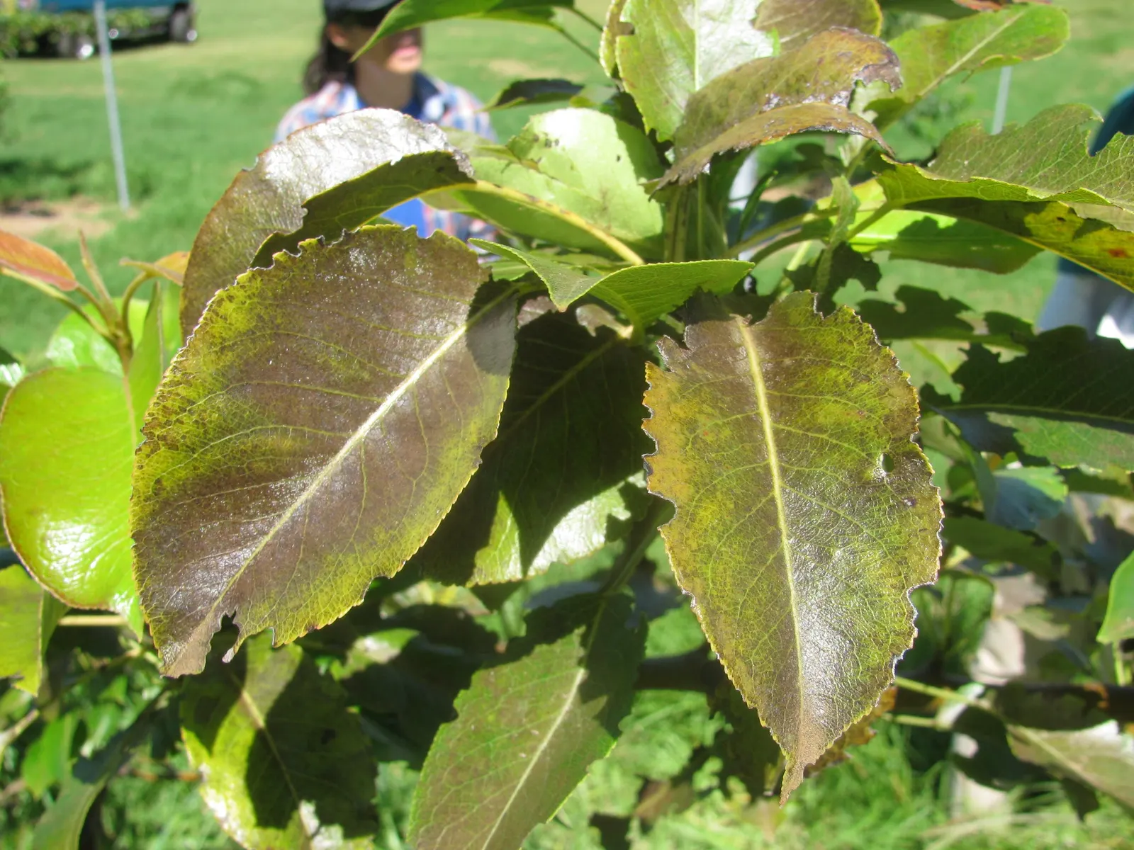 Edible Pear (Pyrus Communis) — ripening typically from late summer to mid-fall.<br><br>Pear trees prefer full sun and thrive in well-drained; for a, image 61