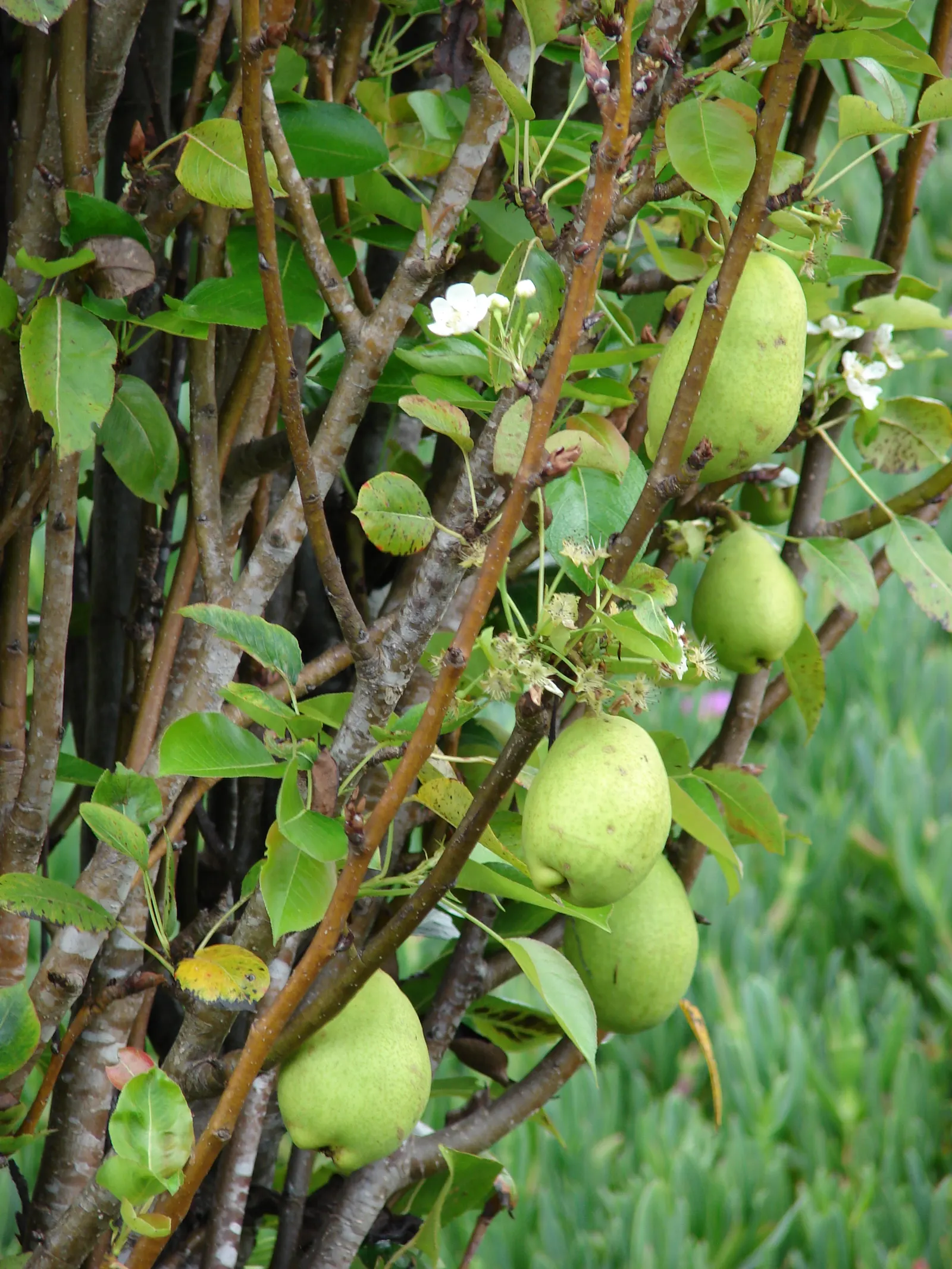 Edible Pear (Pyrus Communis) — This species typically reaches a mature height of 20 to 30 feet with a spread of 12 to 20 feet; cold-hardy and, image 56