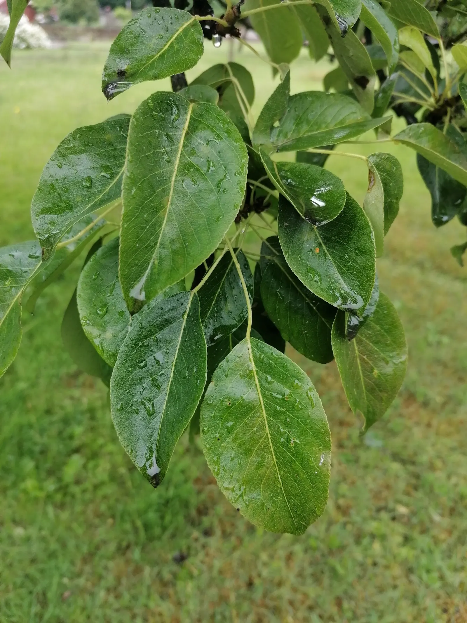 Edible Pear (Pyrus Communis) — For a bountiful fruit harvest; ripening typically from late summer to mid-fall.<br><br>Pear trees prefer full sun and thrive in
