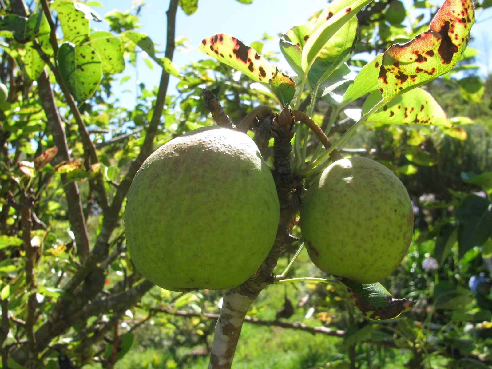 Edible Pear (Pyrus Communis) — such as codling moths and fire blight