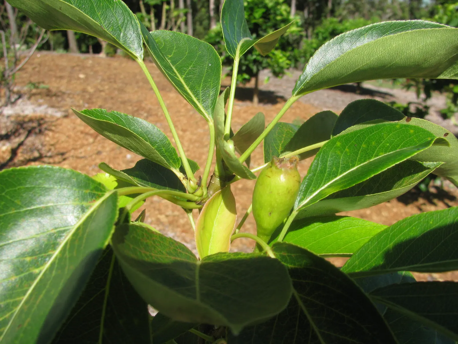 Edible Pear (Pyrus Communis) — providing both beauty and edible delights in garden landscapes