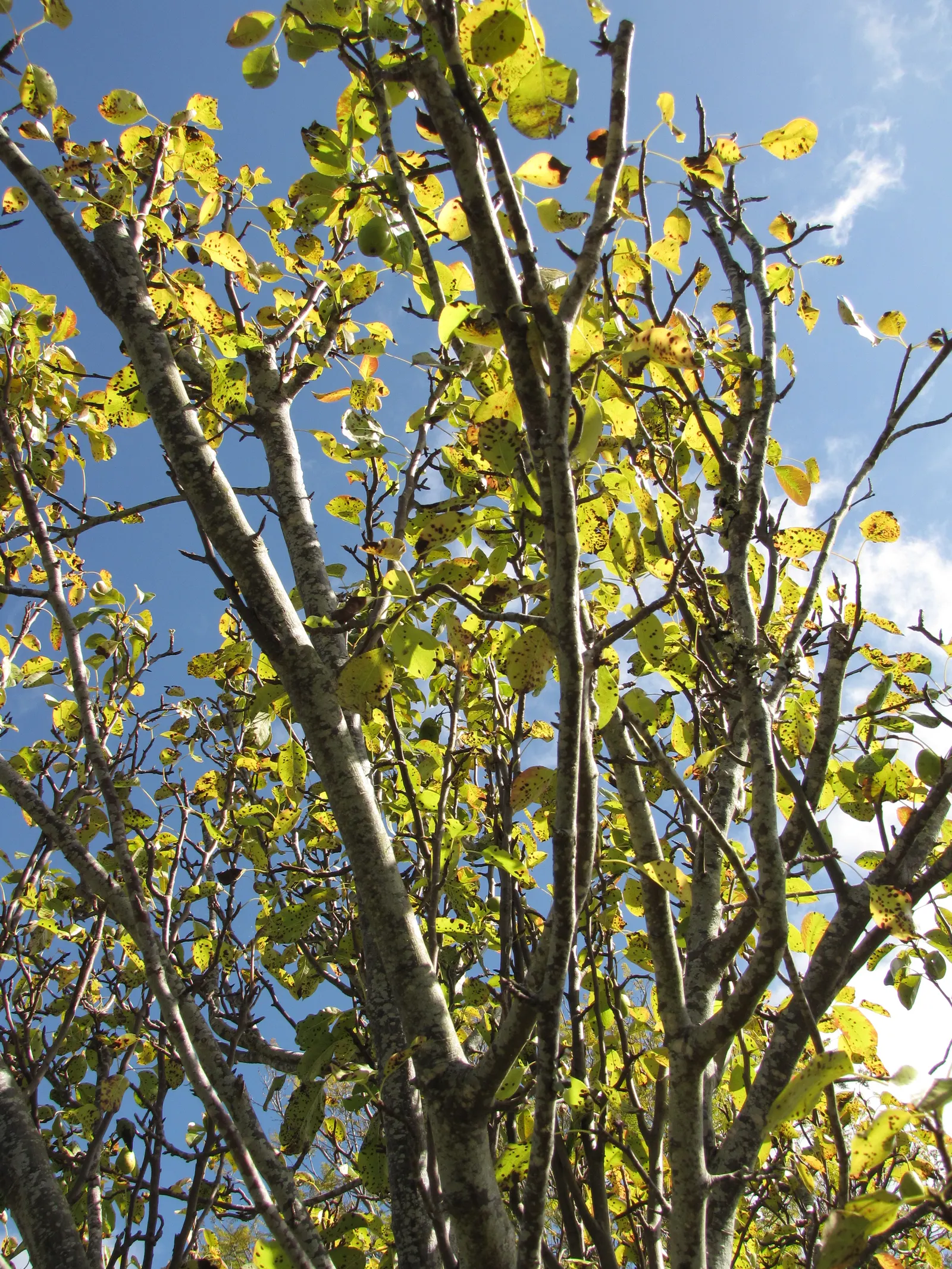 Edible Pear (Pyrus Communis) — While tolerant of a range of conditions, adequate watering is crucial, especially in dry periods; commonly known as the European