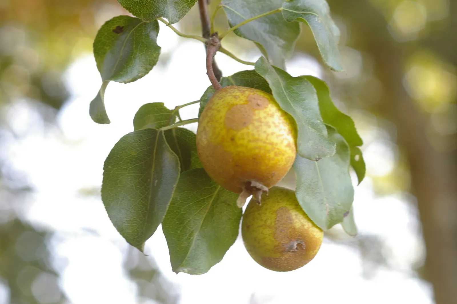 Edible Pear (Pyrus Communis) — tree for full; providing both beauty and edible delights in garden landscapes