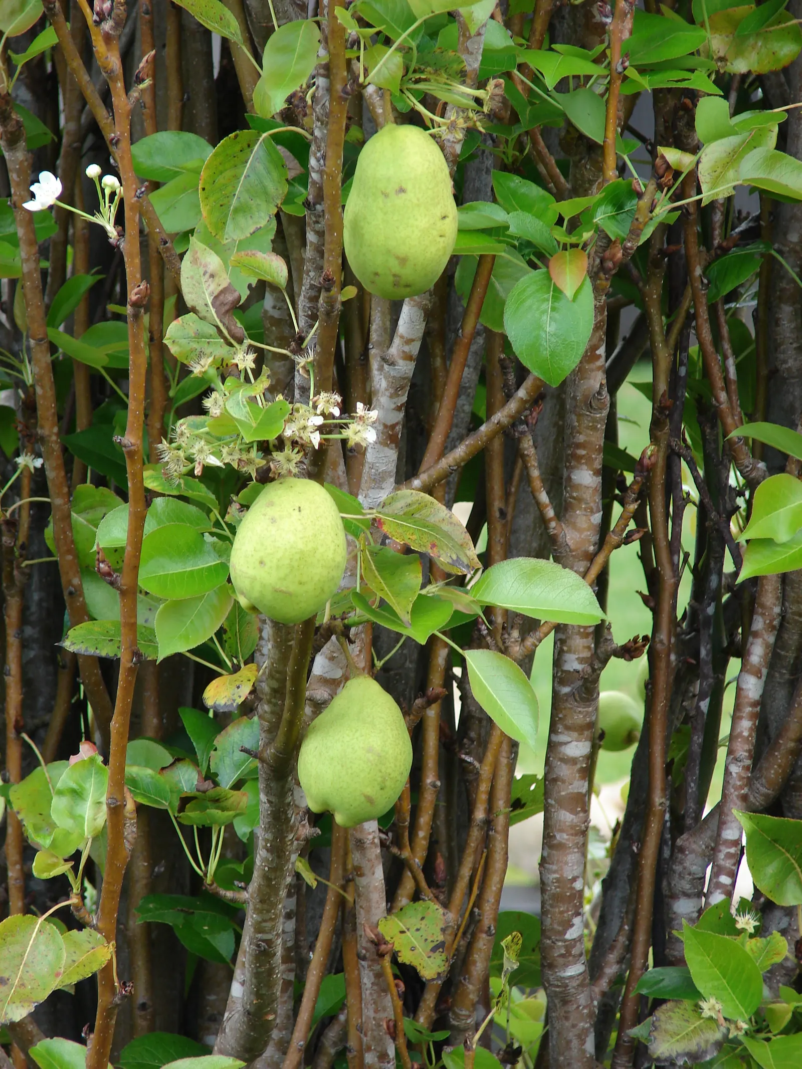 Edible Pear (Pyrus Communis) — commonly known as the Edible Pear