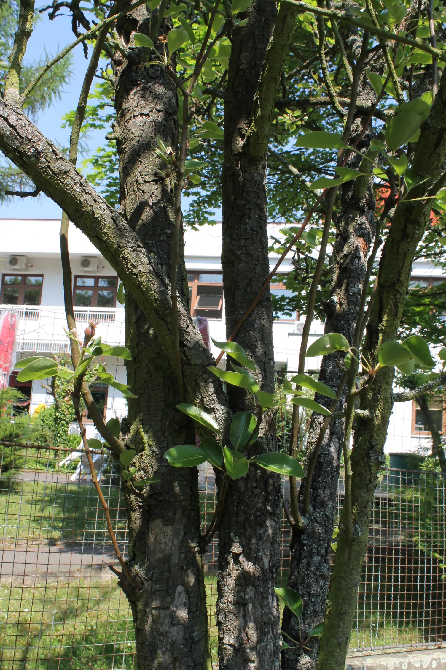Edible Pear (Pyrus Communis) — tree with white blooms