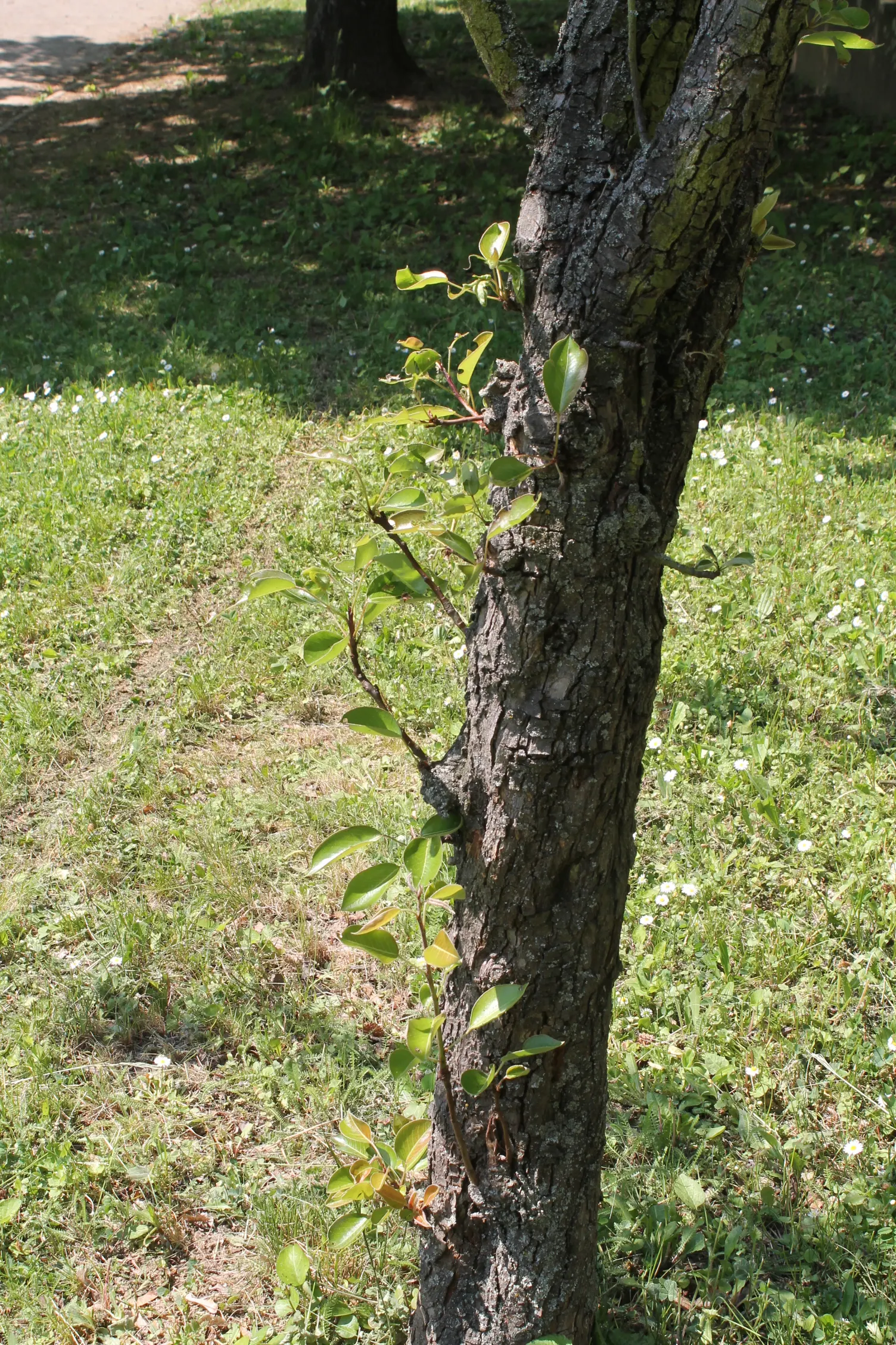 Edible Pear (Pyrus Communis) — loamy soil with a pH between 6.0 and 7.0; tree with white blooms