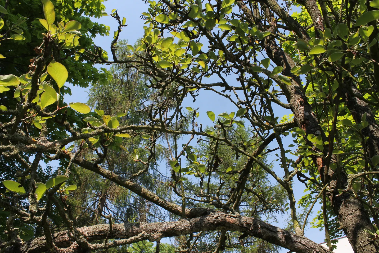 Edible Pear (Pyrus Communis) — tree for full