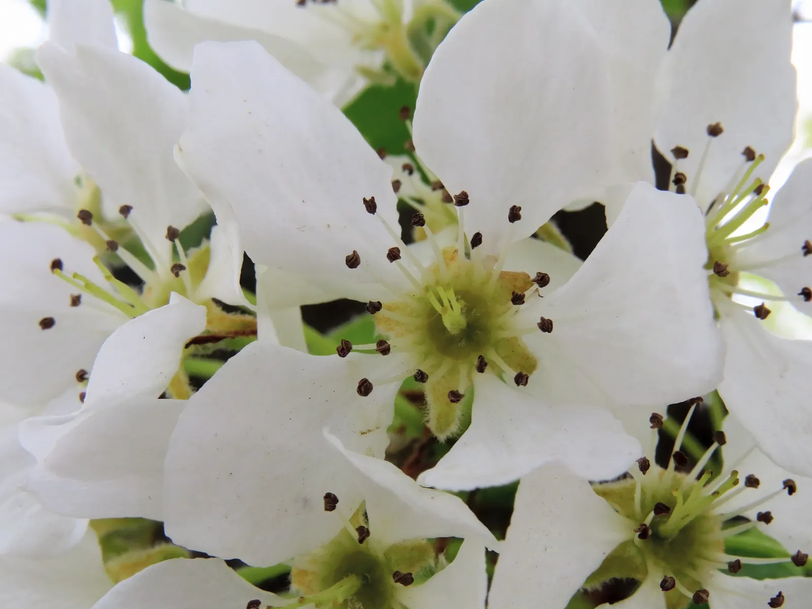 Edible Pear (Pyrus Communis) — Following the spring bloom, the tree produces the well-loved, ovate-shaped fruit - the pear; is a deciduous tree, image 59