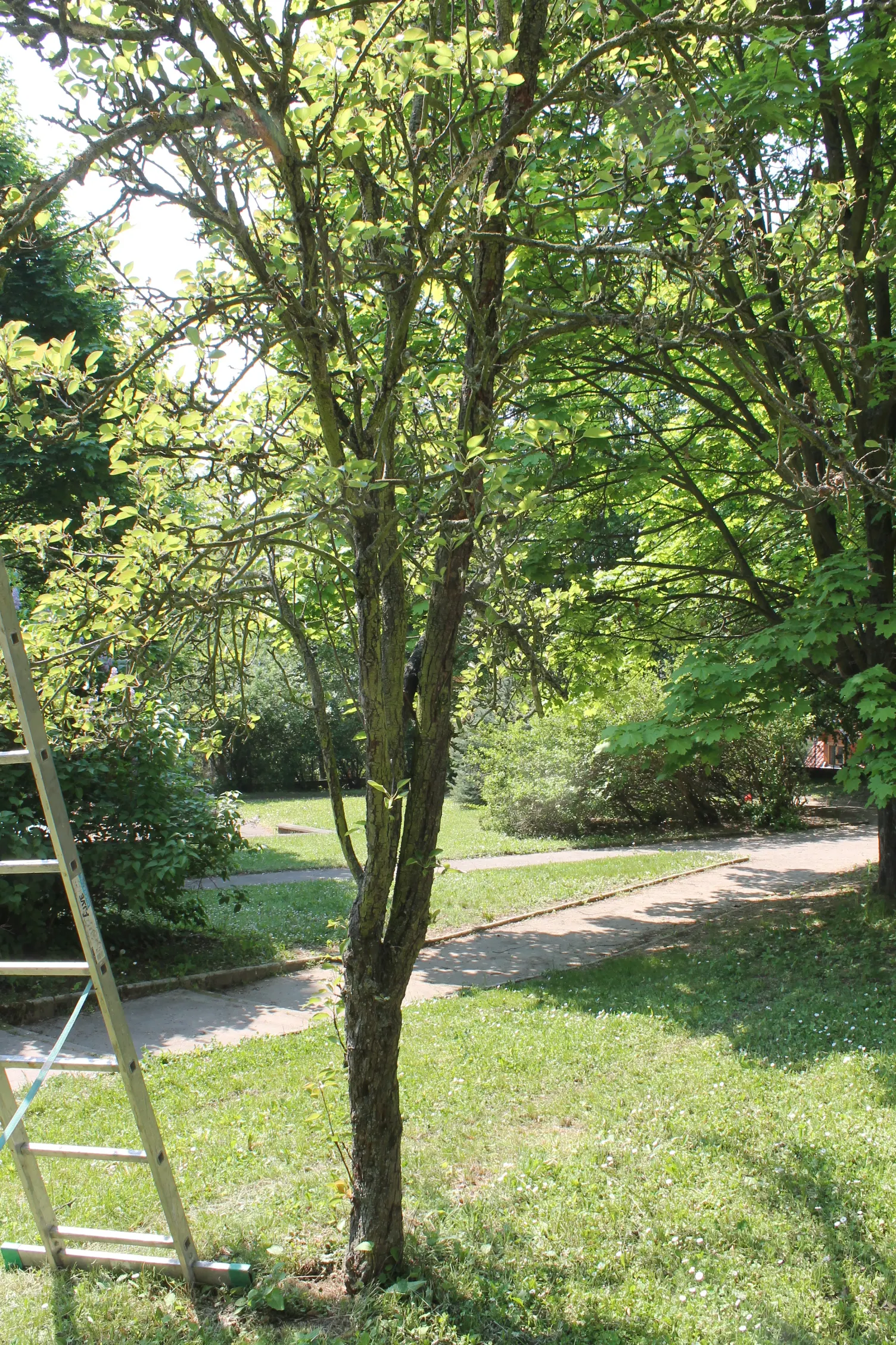 Edible Pear (Pyrus Communis) — Following the spring bloom, the tree produces the well-loved, ovate-shaped fruit - the pear; is a deciduous tree coveted for its