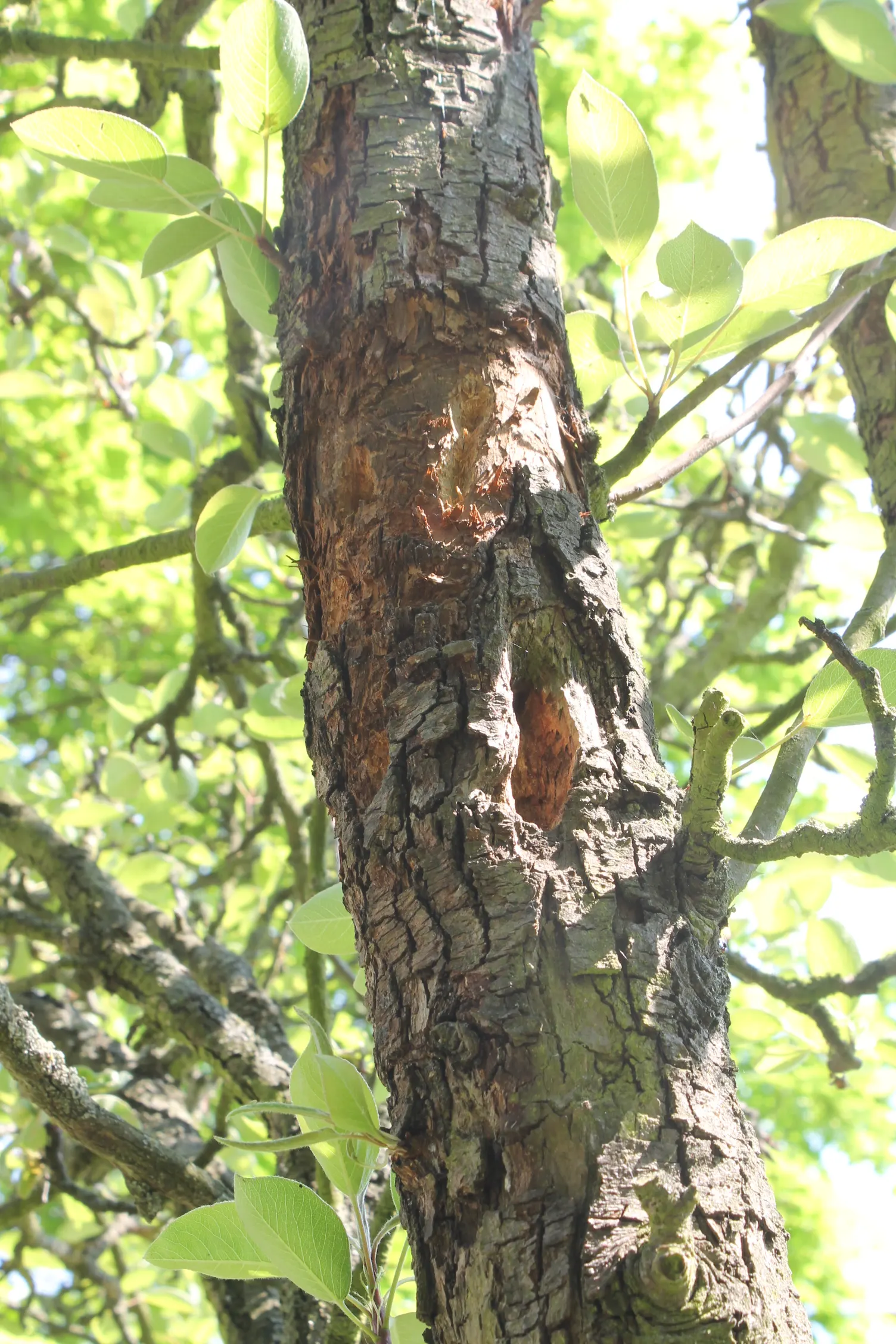 Edible Pear (Pyrus Communis) — Mature trees reach 20-30 feet in height with a spread of 15-20 feet, thriving in well-drained loam; such as codling moths and