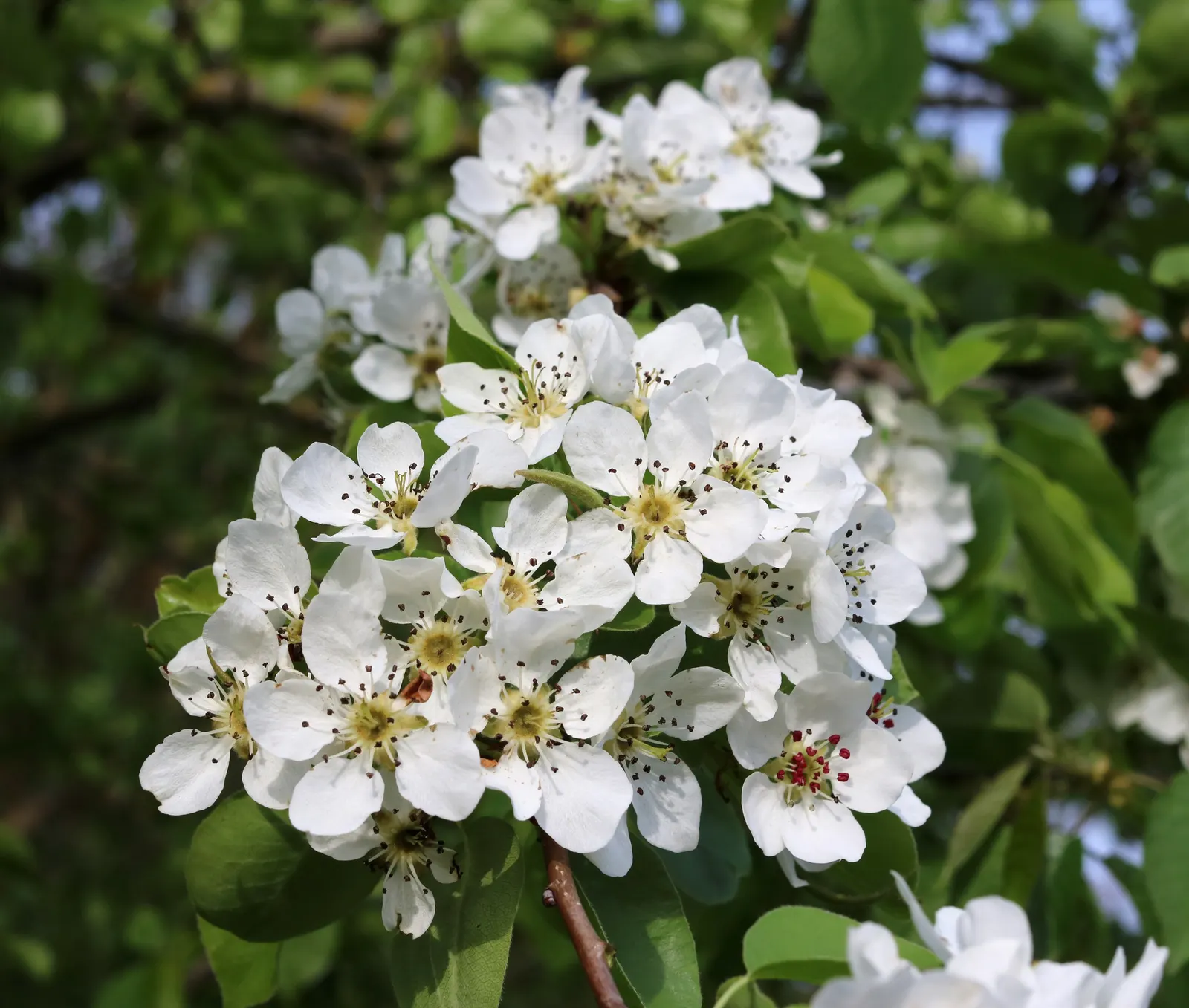 Edible Pear (Pyrus Communis) — is a deciduous tree that provides both aesthetic appeal and fruit harvest for garden owners; white flowers in the garden