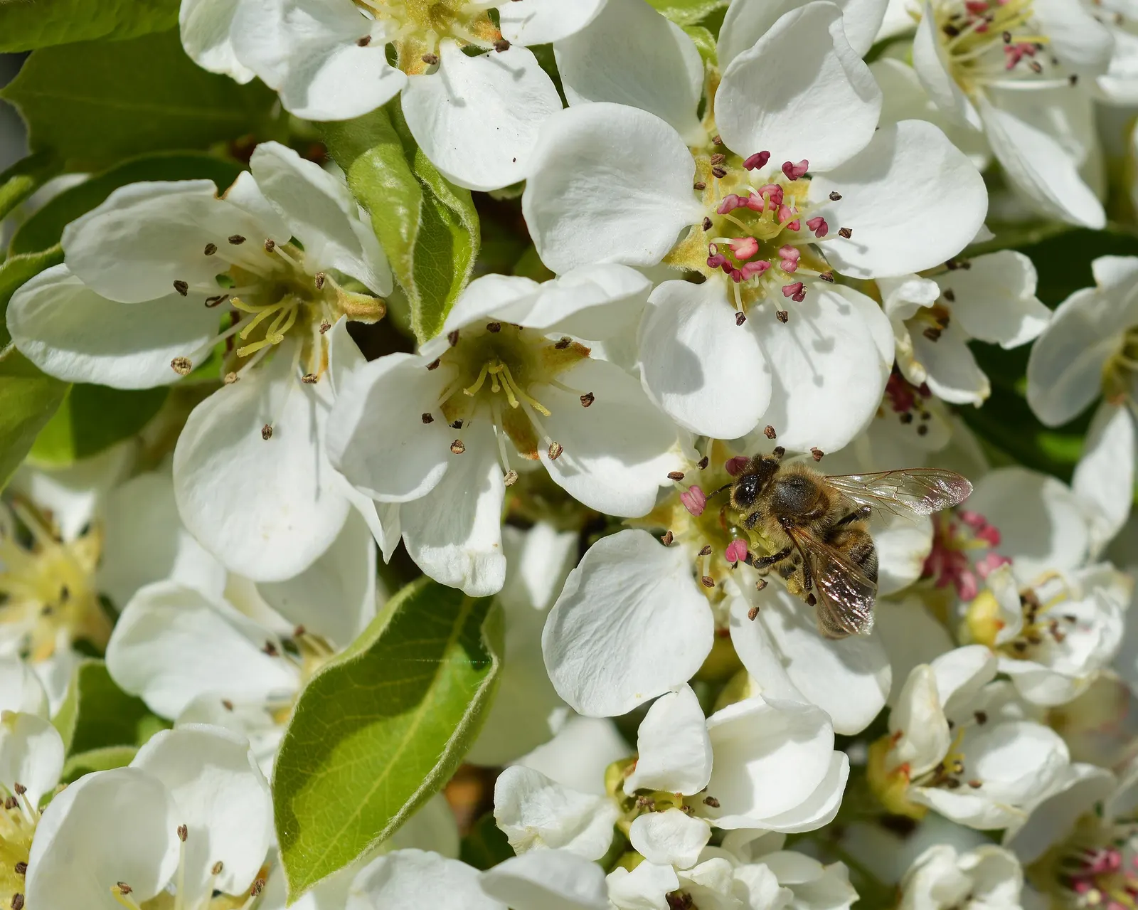 Edible Pear (Pyrus Communis) — ripening typically from late summer to mid-fall.<br><br>Pear trees prefer full sun and thrive in well-drained